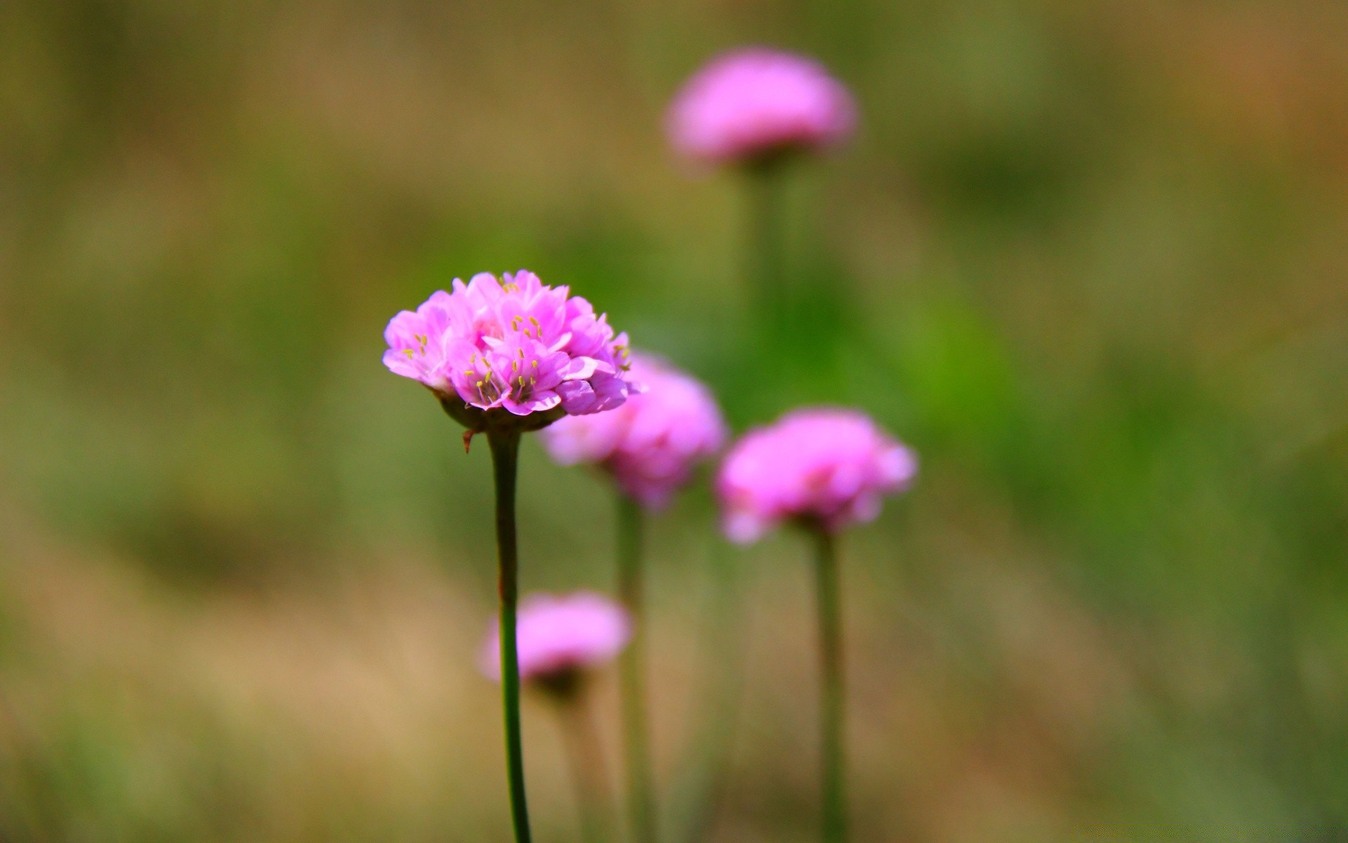 fleurs nature fleur flore herbe champ été à l extérieur feuille foin jardin sauvage croissance beau temps lumineux