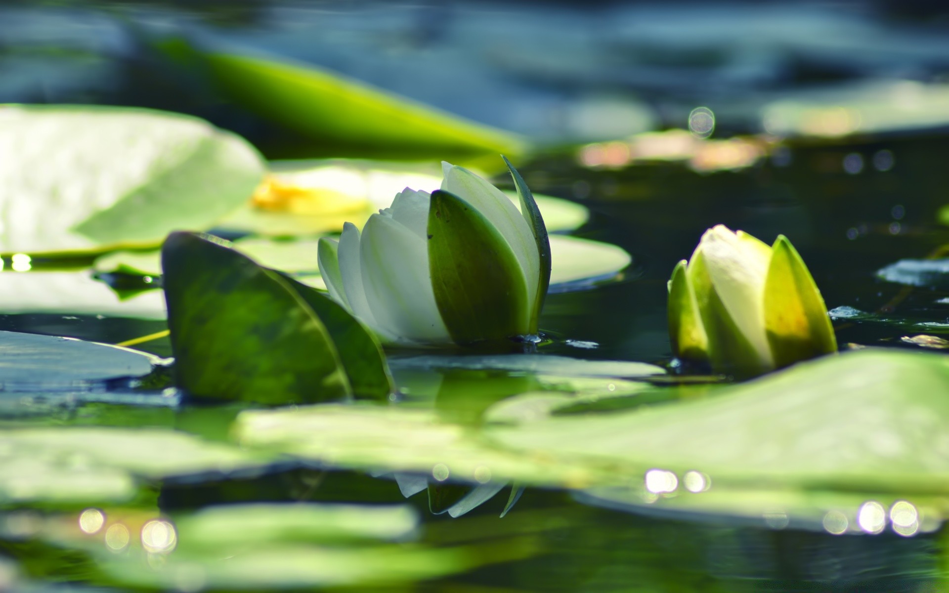 kwiaty liść kwiat lotos zen natura lily rozmycie basen ogród światło czystość woda medytacja zbliżenie flora odbicie