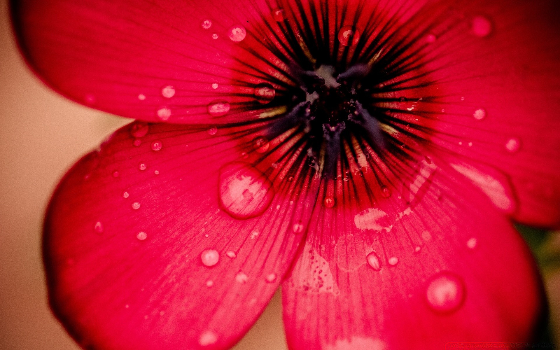 flowers flower nature bright color beautiful dew flora summer petal