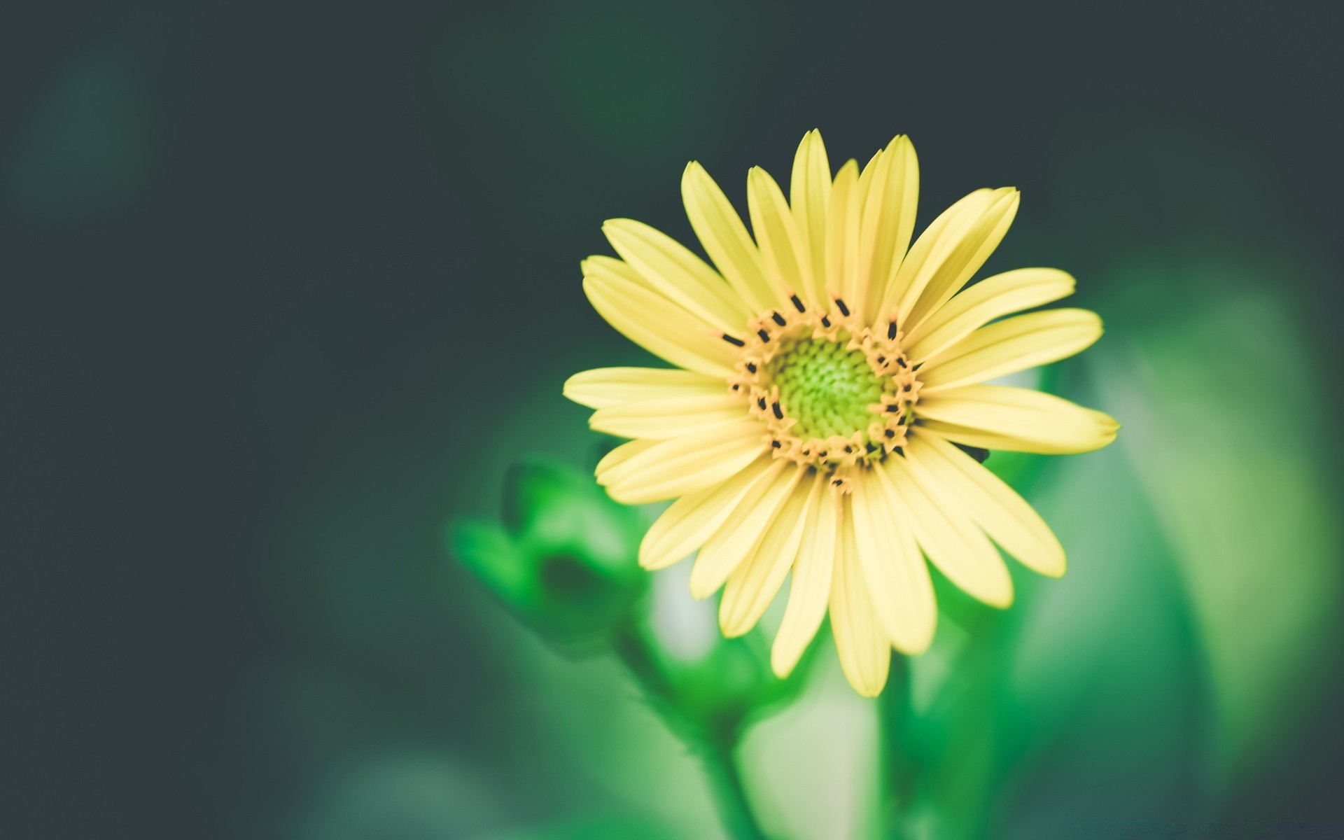 blumen natur sommer blatt hell flora blume wachstum im freien