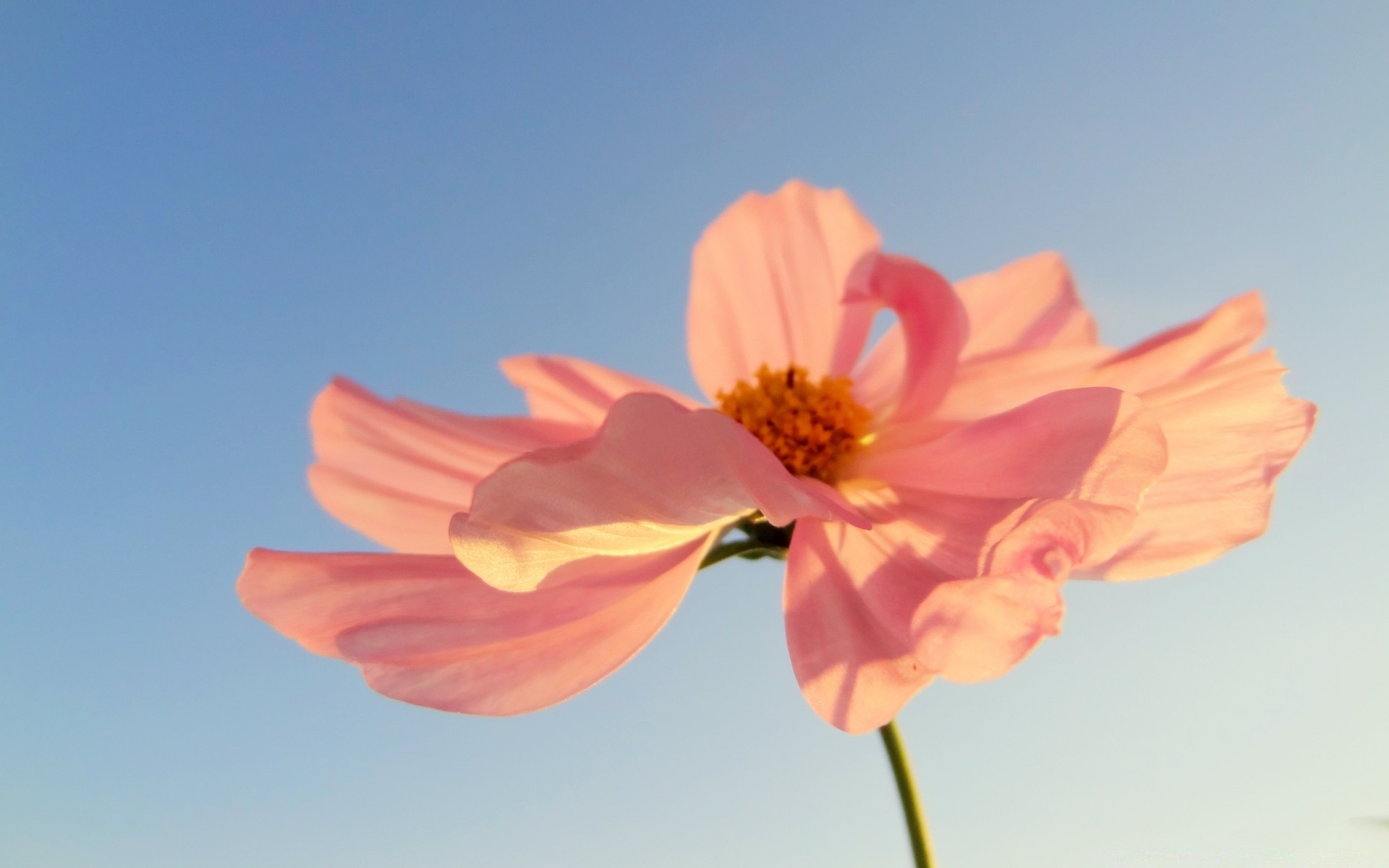 çiçekler doğa yaz çiçek açık havada flora büyüme yaprak