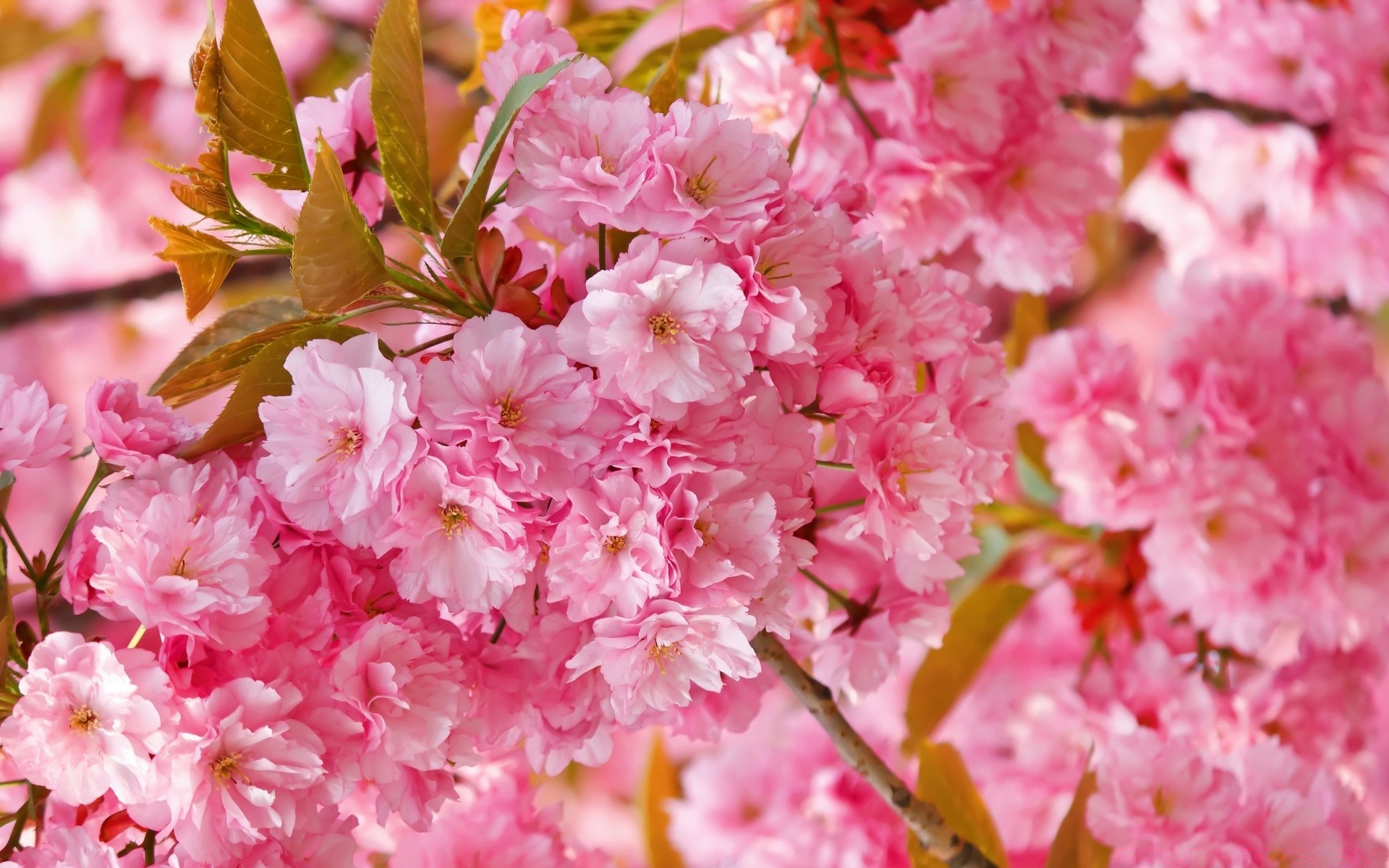 çiçekler çiçek flora bahçe doğa yaprak çiçek petal çiçeklenme sezon kiraz şube ağaç parlak yakın çekim güzel renk bahar park yaz