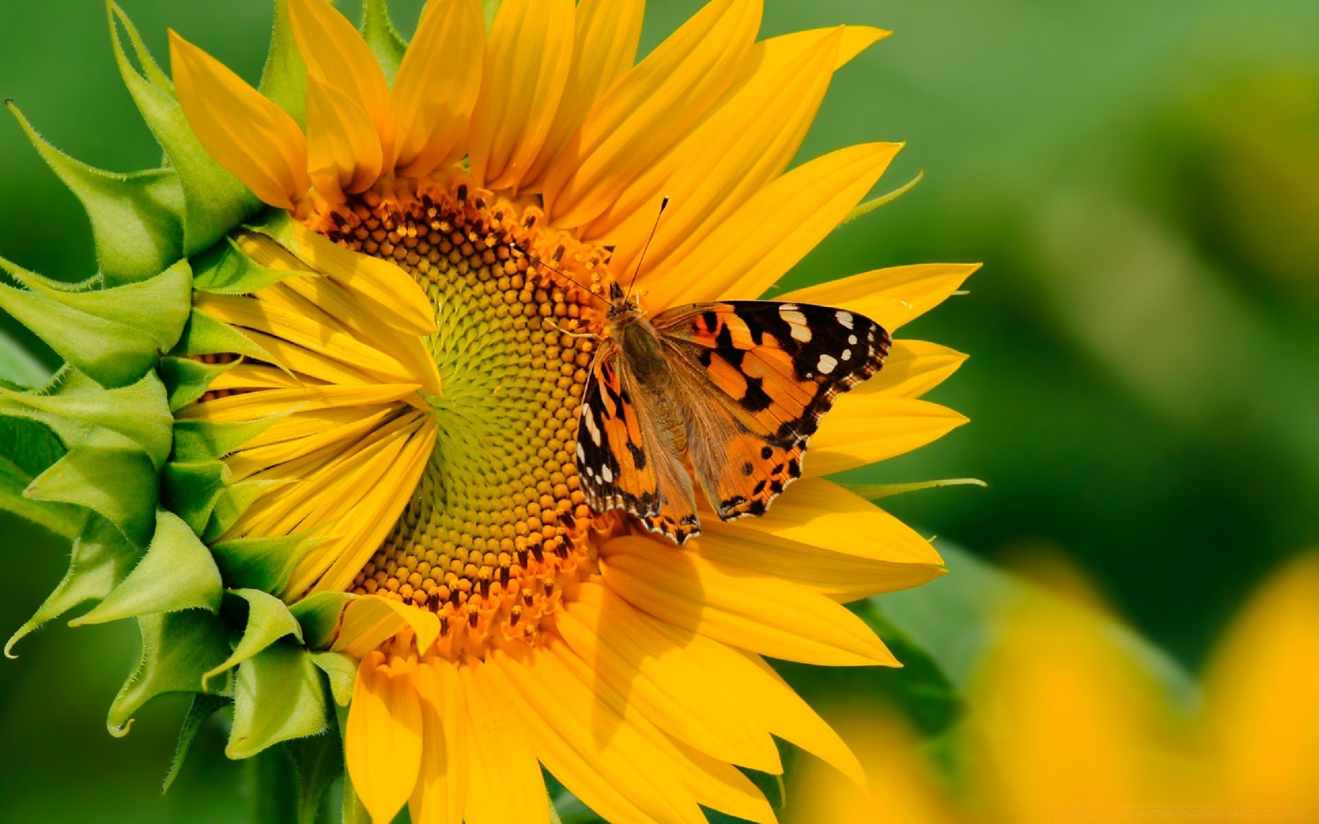 kwiaty natura liść lato flora kwiat jasny na zewnątrz owad słonecznik ogród wzrost dobra pogoda