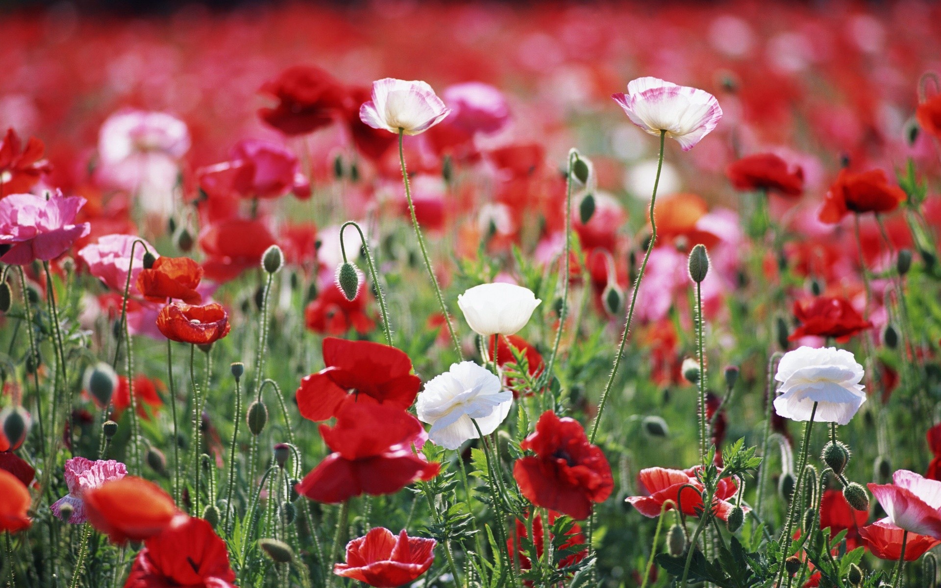 fleurs poppy nature fleur flore champ été jardin foin herbe pétale bluming feuille rural extérieur floral lumineux couleur croissance saison