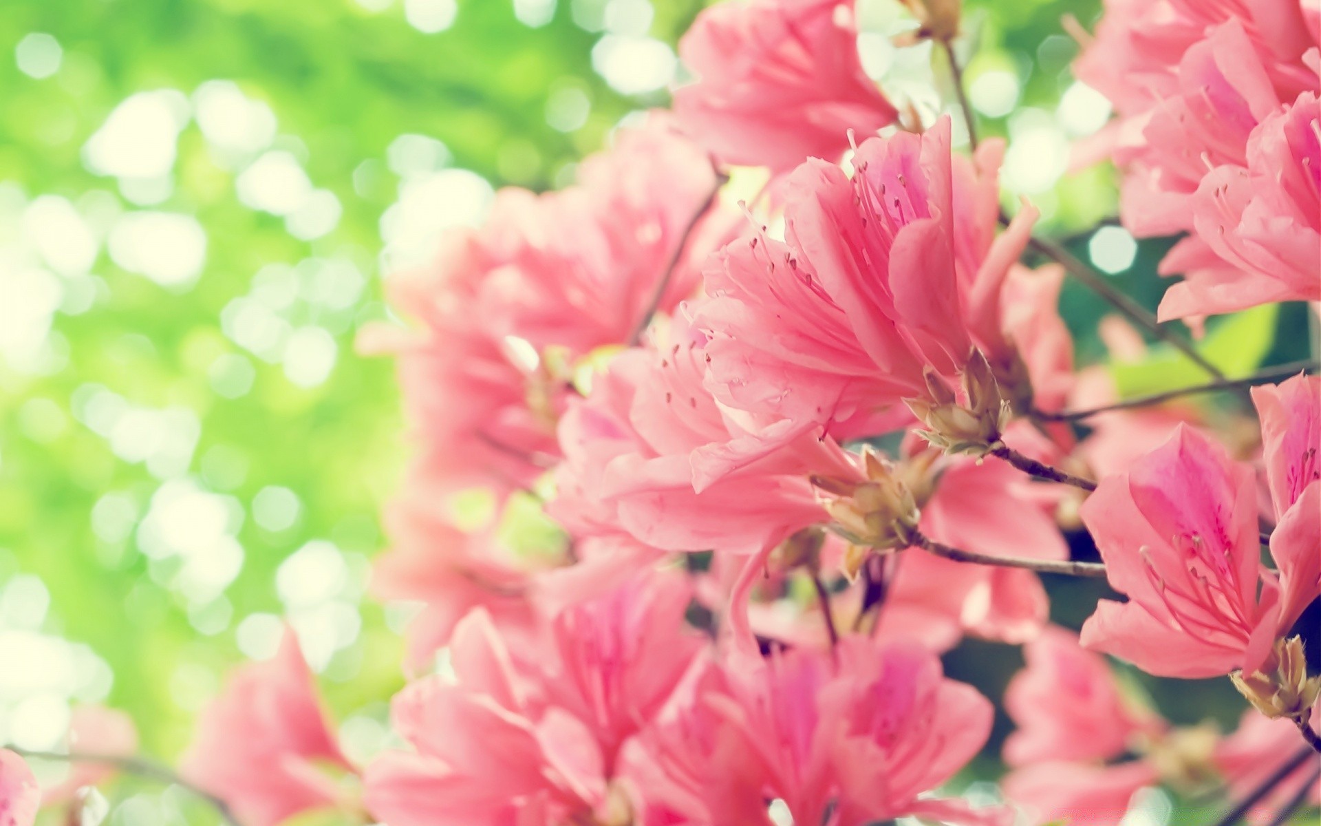 flowers flower nature flora garden leaf floral summer blooming petal beautiful close-up color growth park bright branch season tree