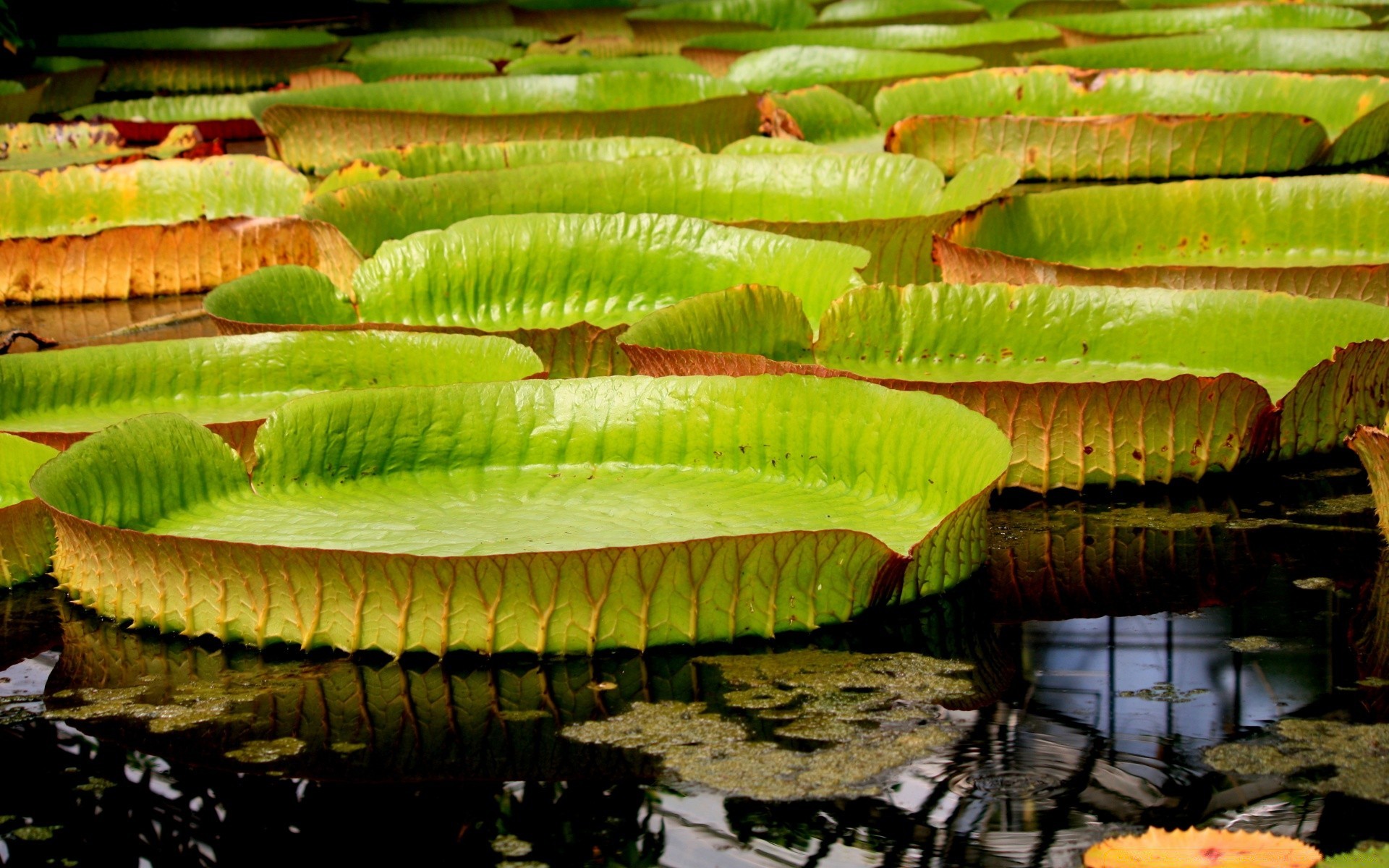 kwiaty ogród jedzenie natura flora na zewnątrz