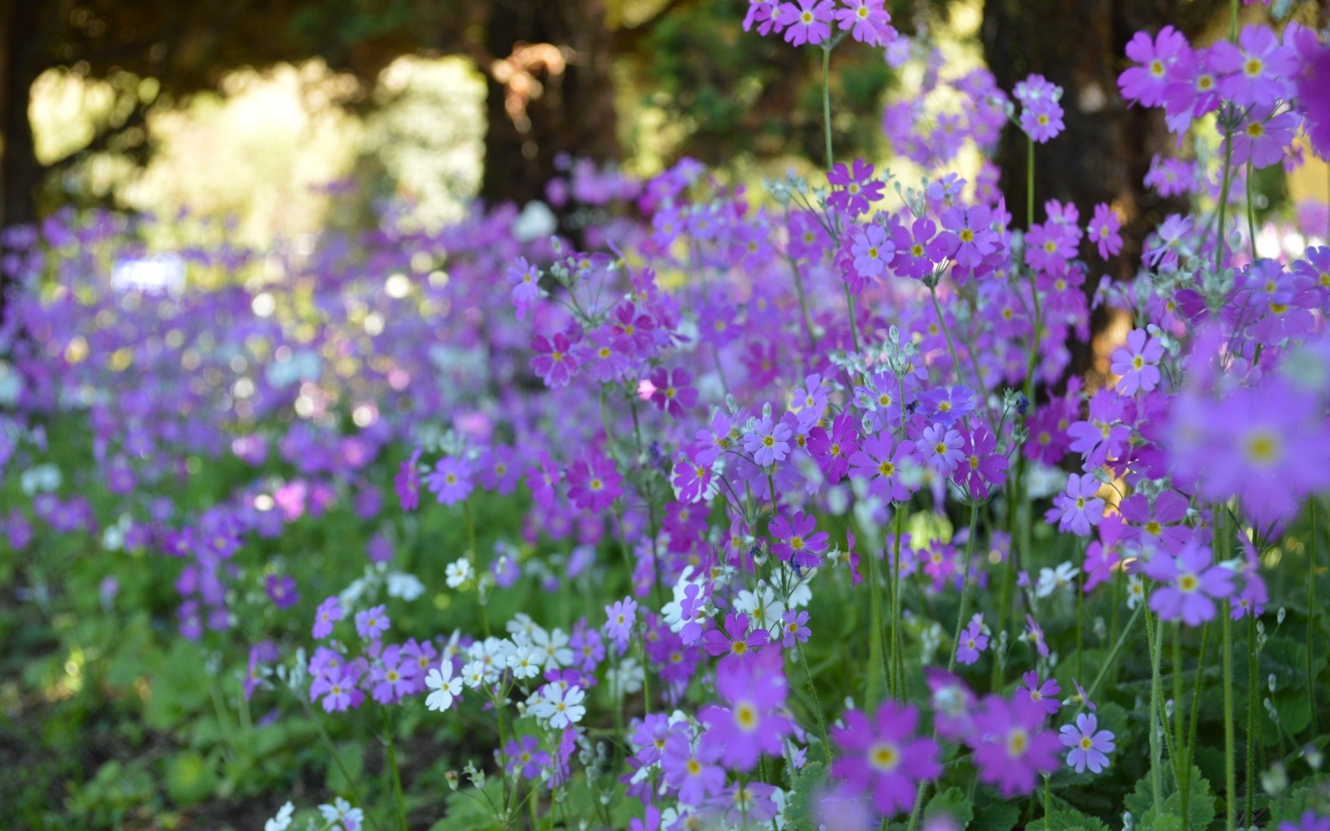 flores flor natureza flora jardim violet blooming crescimento pétala verão feno perene floral ao ar livre estação campo folha selvagem wildflower cor