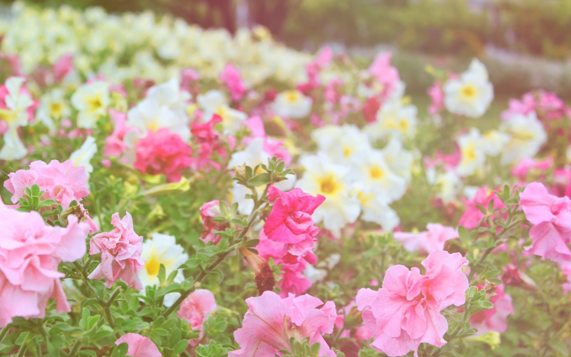 çiçekler çiçek doğa flora bahçe çiçek açan yaz yaprak alan çiçek petal renk açık havada parlak büyüme