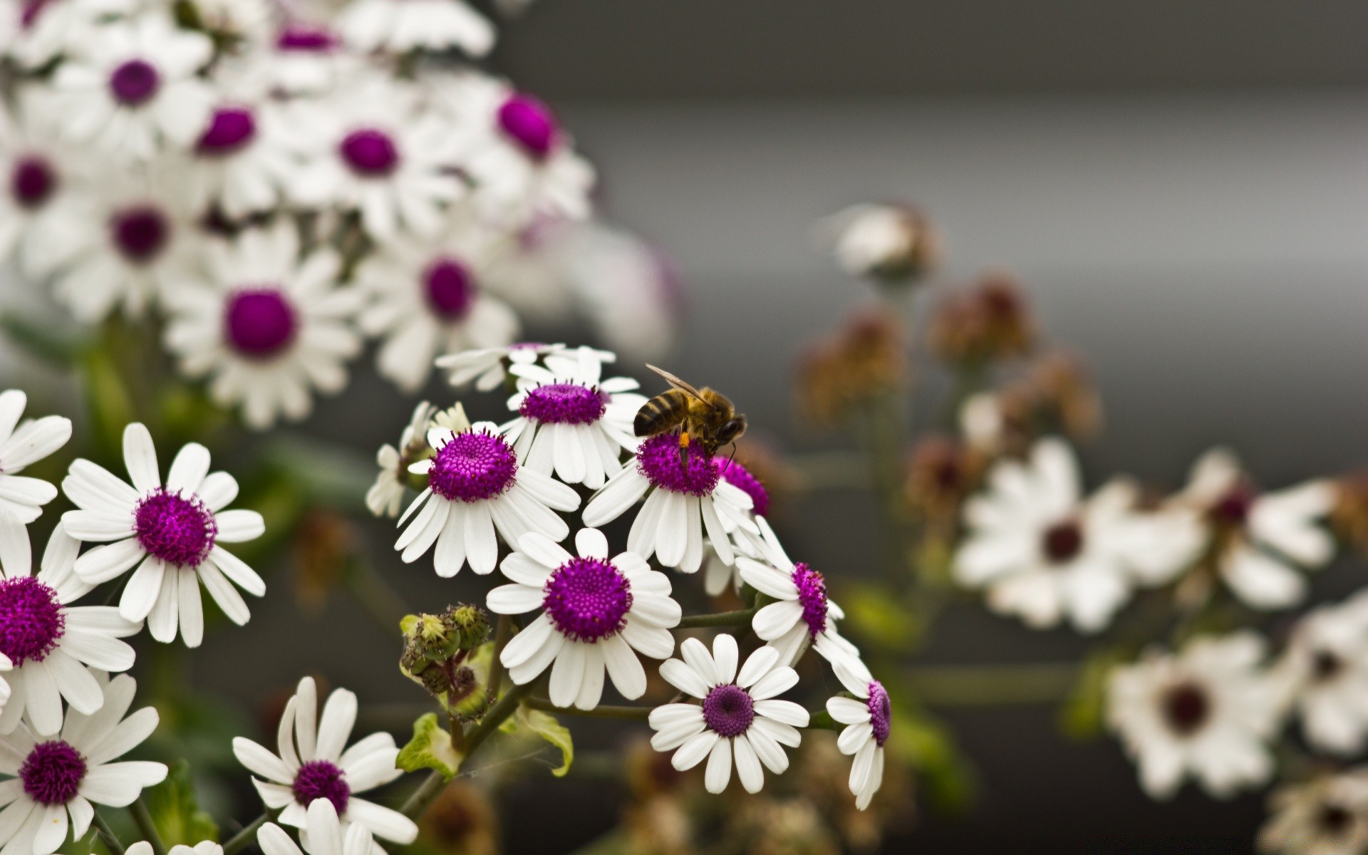 çiçekler çiçek flora doğa çiçek renk güzel yaz çiçek açan petal bahçe yakın çekim parlak dekorasyon sezon yaprak