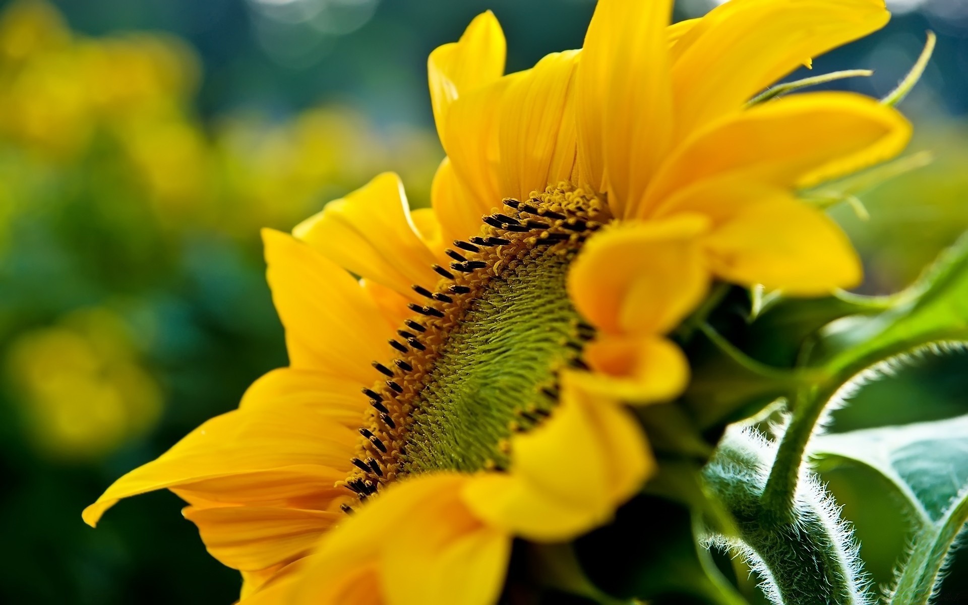 flowers nature flower flora summer leaf garden color floral bright beautiful close-up growth petal sunflower