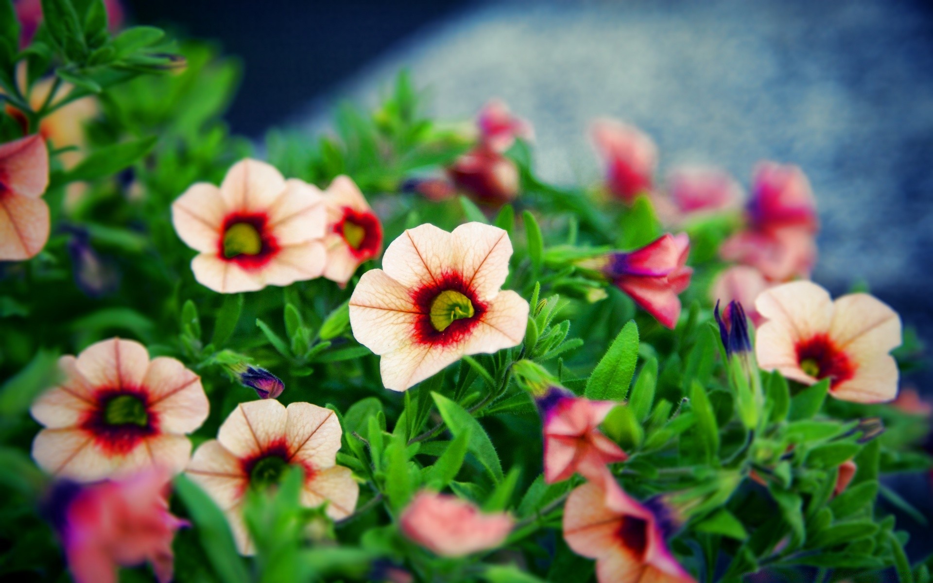 flowers flower nature garden flora leaf summer bright color season petal blooming floral field fair weather growth close-up