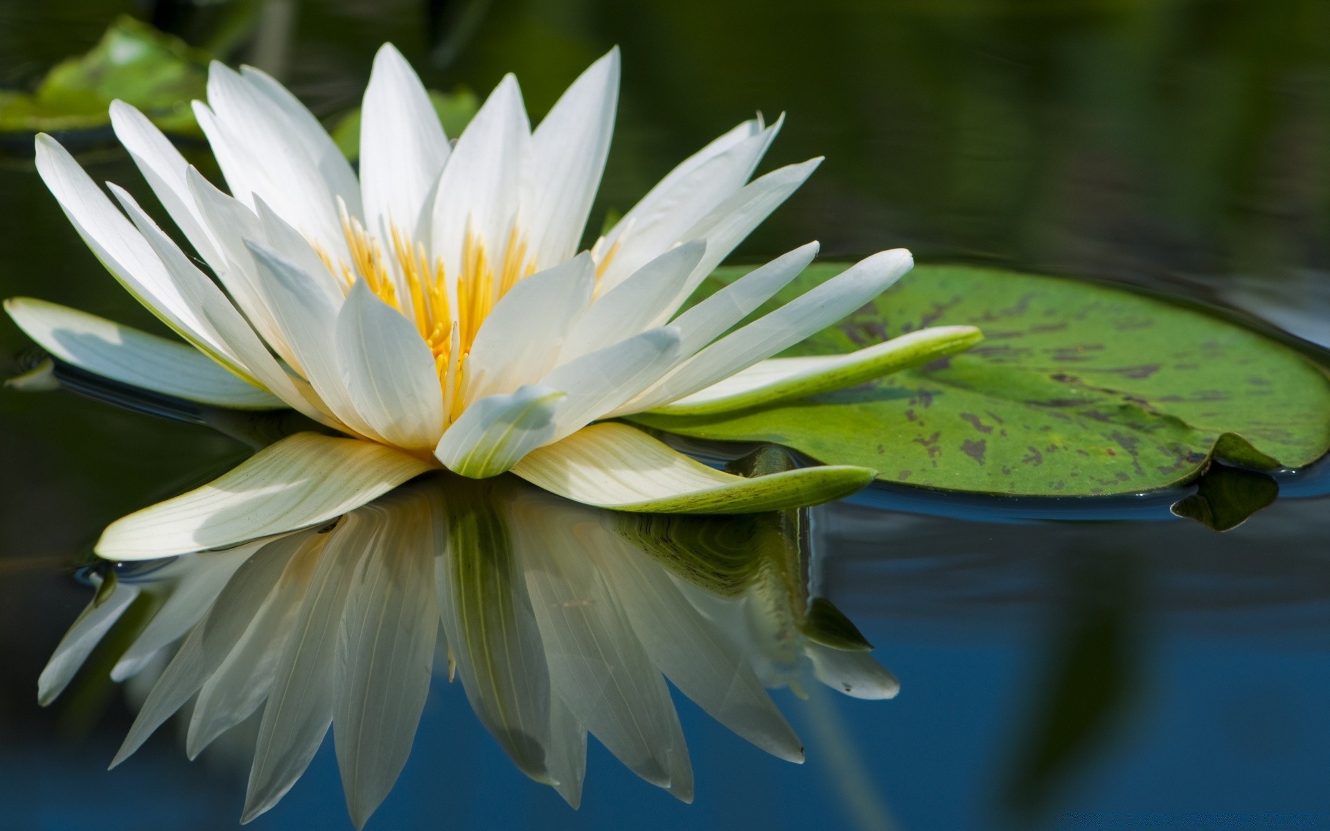 blumen blume natur lotus flora blatt pool garten lilie sommer blühen exotisch schön tropisch seerose blütenblatt wasser zen blumen schließen