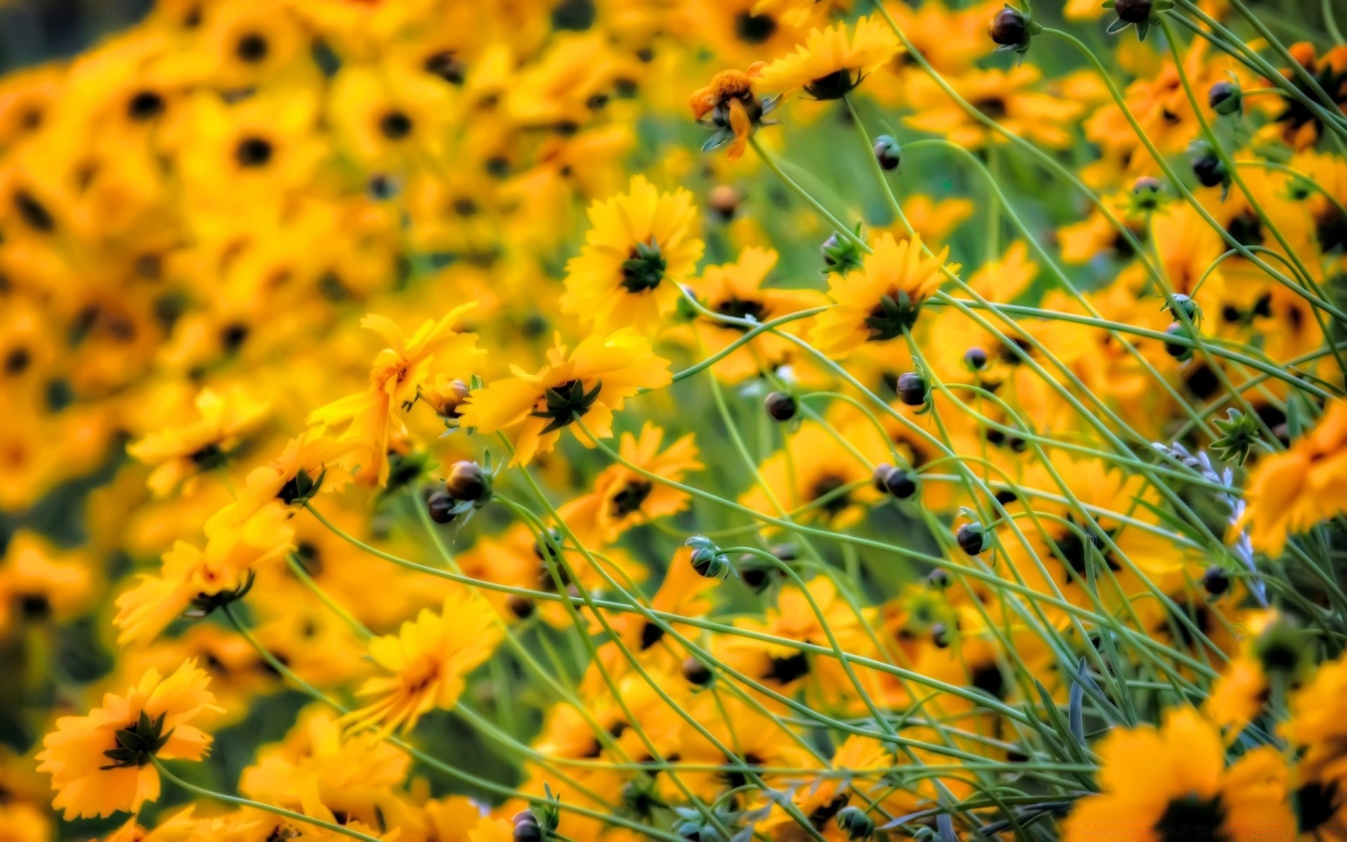 çiçekler doğa çiçek flora yaz bahçe alan çiçek sezon renk parlak çiçek açan açık havada yaprak güzel çimen saman yakın çekim büyüme petal