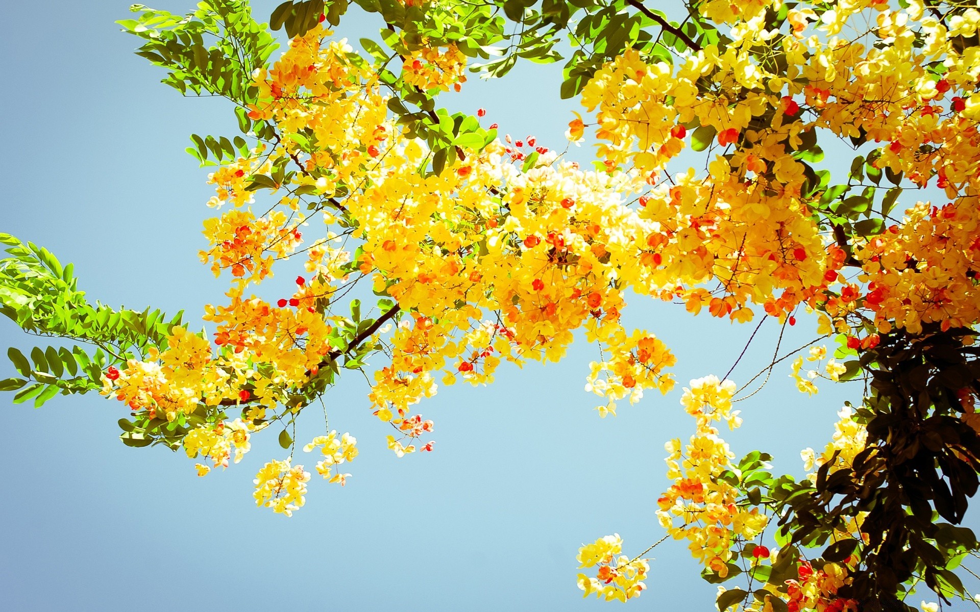 fiori albero natura fiore foglia flora ramo stagione colore giardino estate floreale luminoso sole primo piano fioritura parco desktop bel tempo crescita