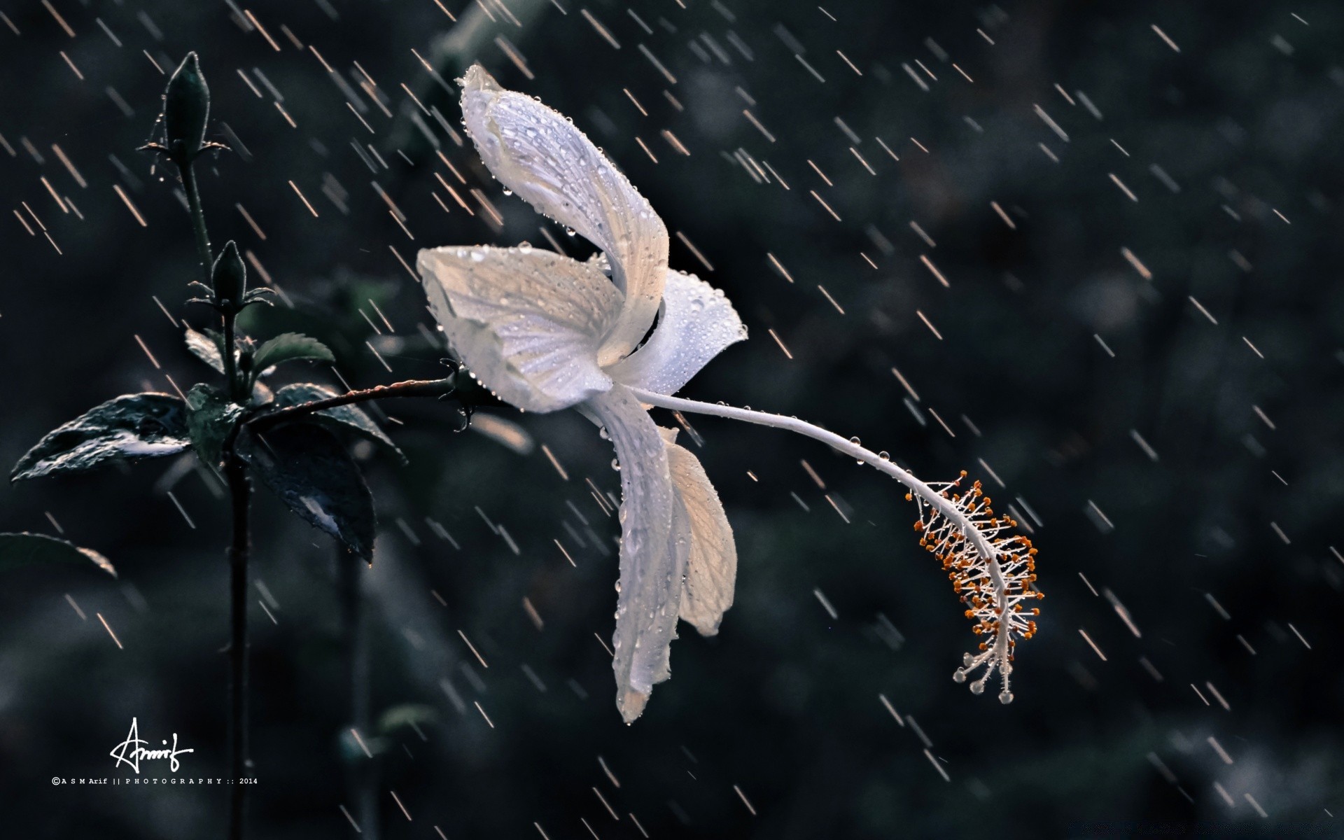 flores naturaleza al aire libre vida silvestre invertebrados