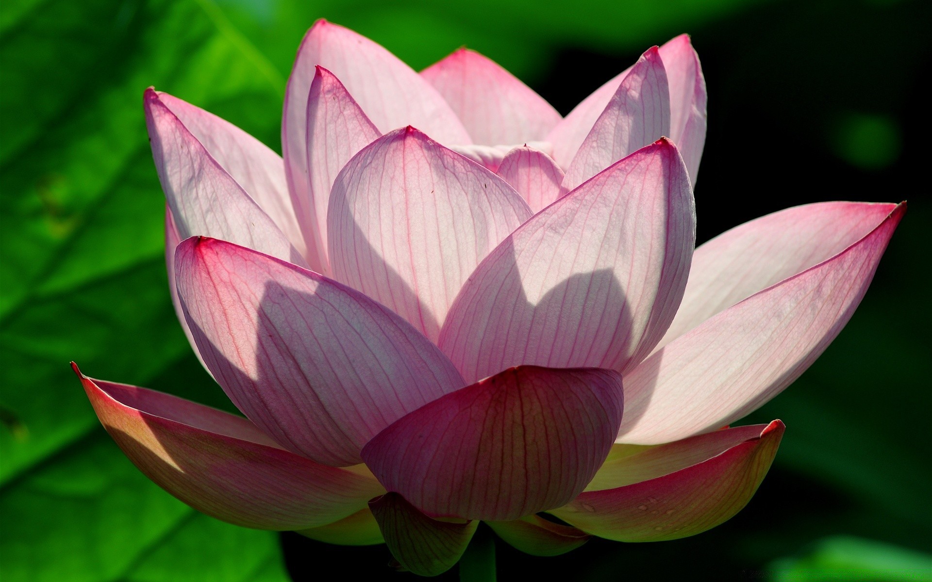 çiçekler lotus çiçek flora yaprak zambak su havuz doğa nilüfer çiçeklenme petal bahçe lotus kutsal yüzme zen yaz tropikal egzotik saf