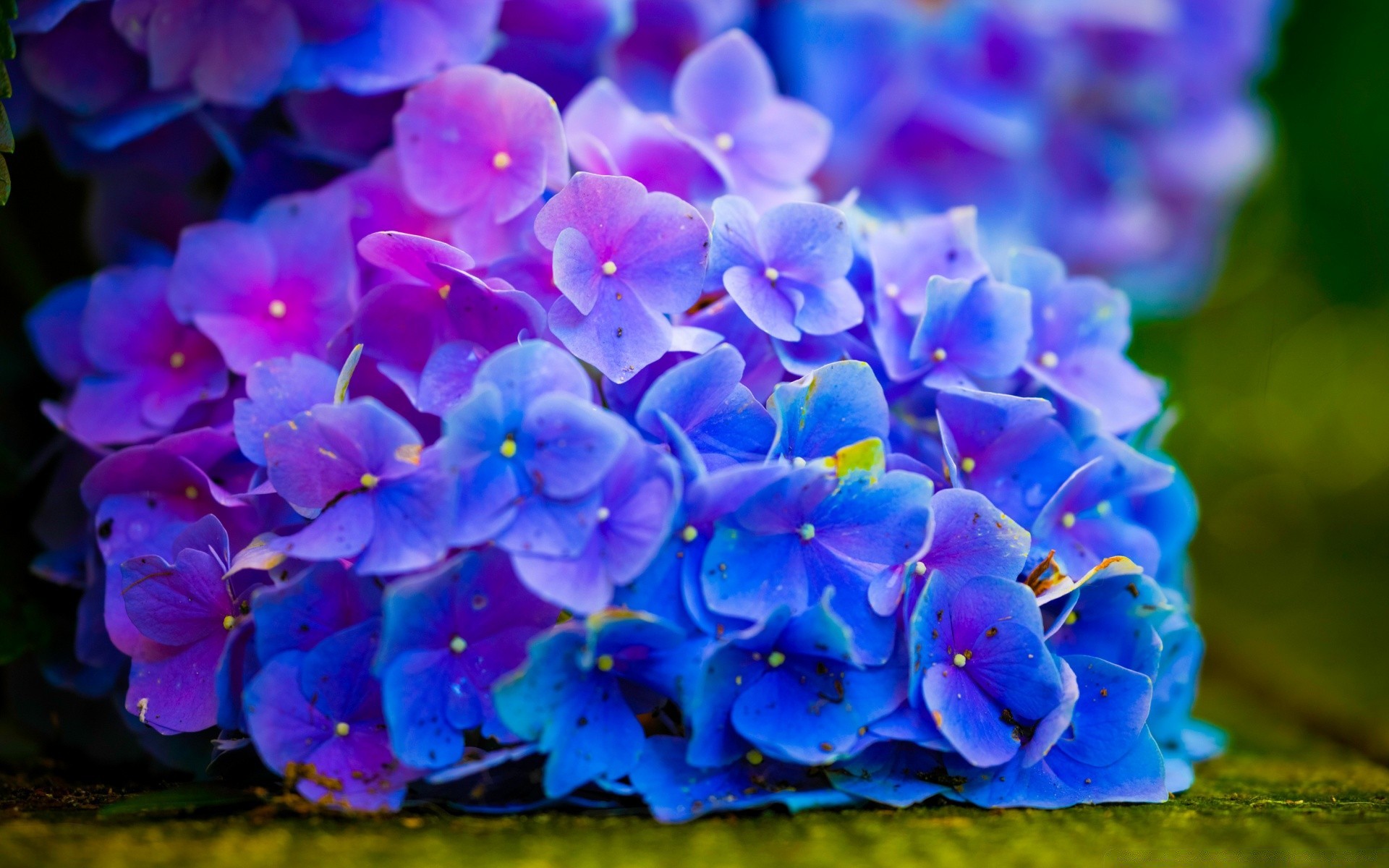 flowers flower nature garden flora petal floral leaf blooming color summer bright outdoors growth bouquet season hydrangea