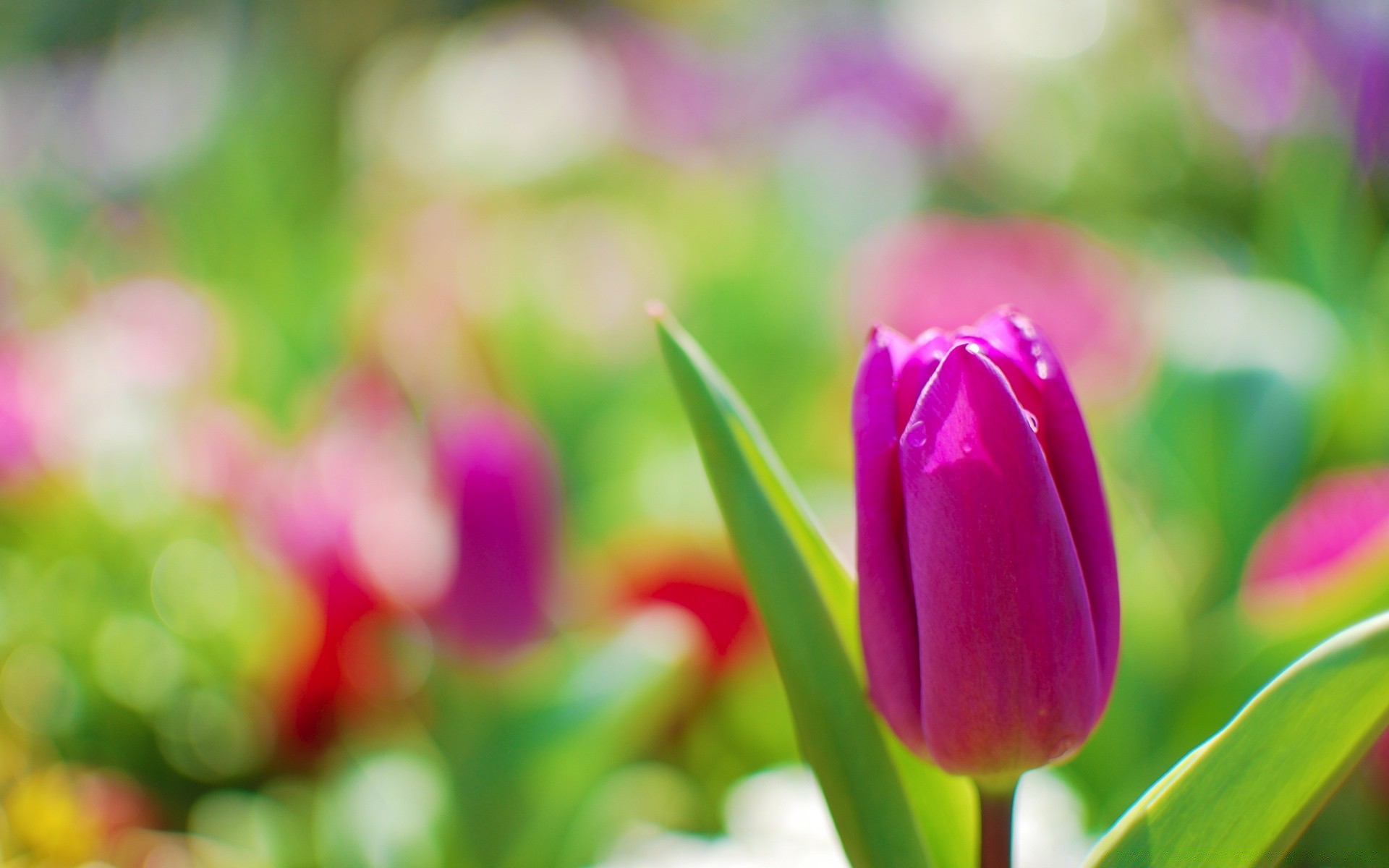 fleurs nature tulipe feuille pâques flore fleur jardin lumineux été couleur croissance floral beau temps en plein air