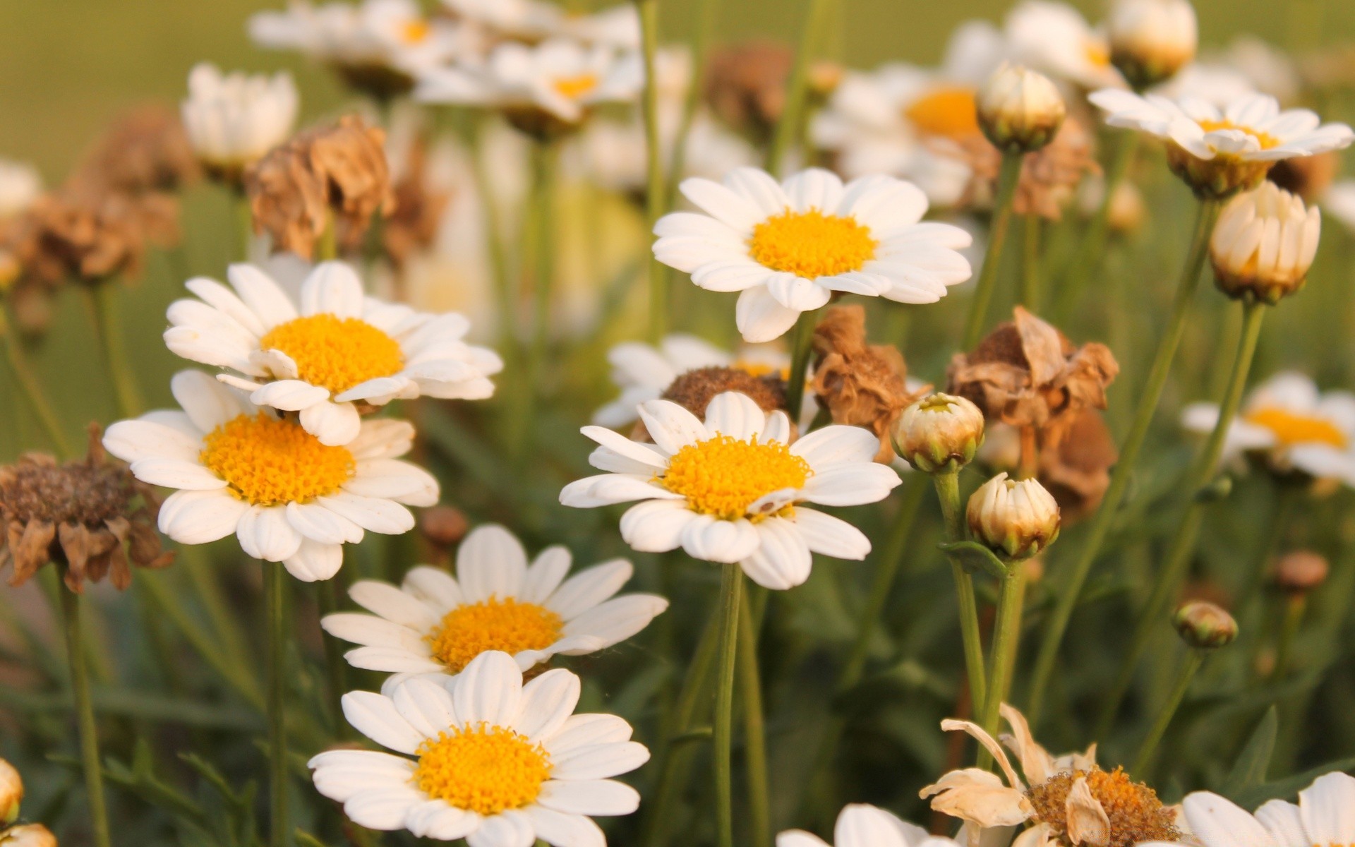 kwiaty natura kwiat lato flora stokrotki ogród płatek pole kwiatowy bluming liść jasny trawa sianokosy kolor dobra pogoda na zewnątrz zbliżenie sezon