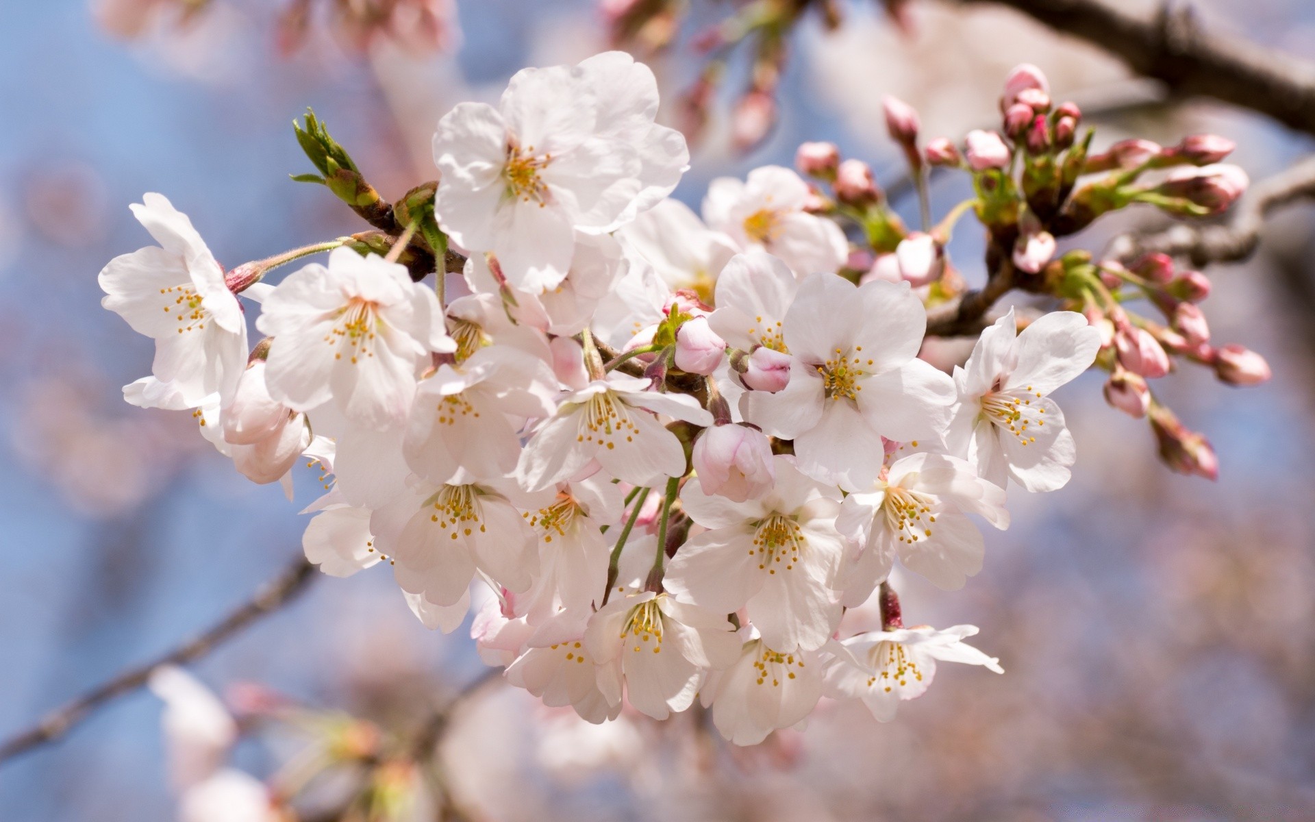 kwiaty wiśnia kwiat drzewo oddział jabłko natura ogród flora bluming kolego płatek plum liść sezon delikatny wzrost wiosna na zewnątrz kwiatowy