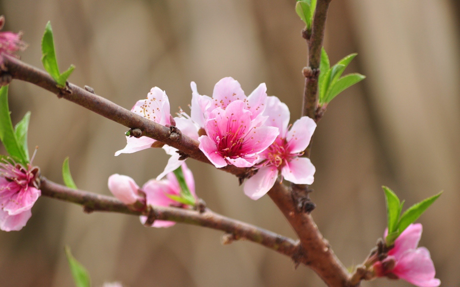 çiçekler çiçek doğa şube ağaç flora çiçek açan bahçe kiraz dostum yaprak taçyaprağı büyüme çiçek yakın çekim açık havada narin şeftali renk park