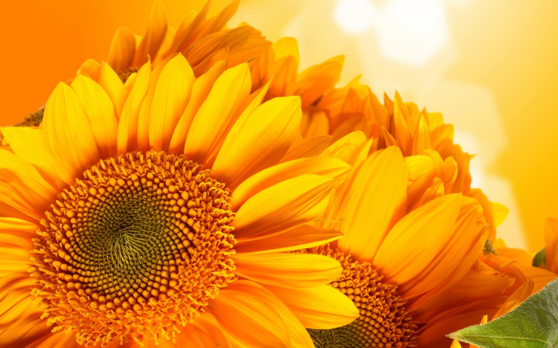 flowers nature summer flower flora bright sunflower leaf color