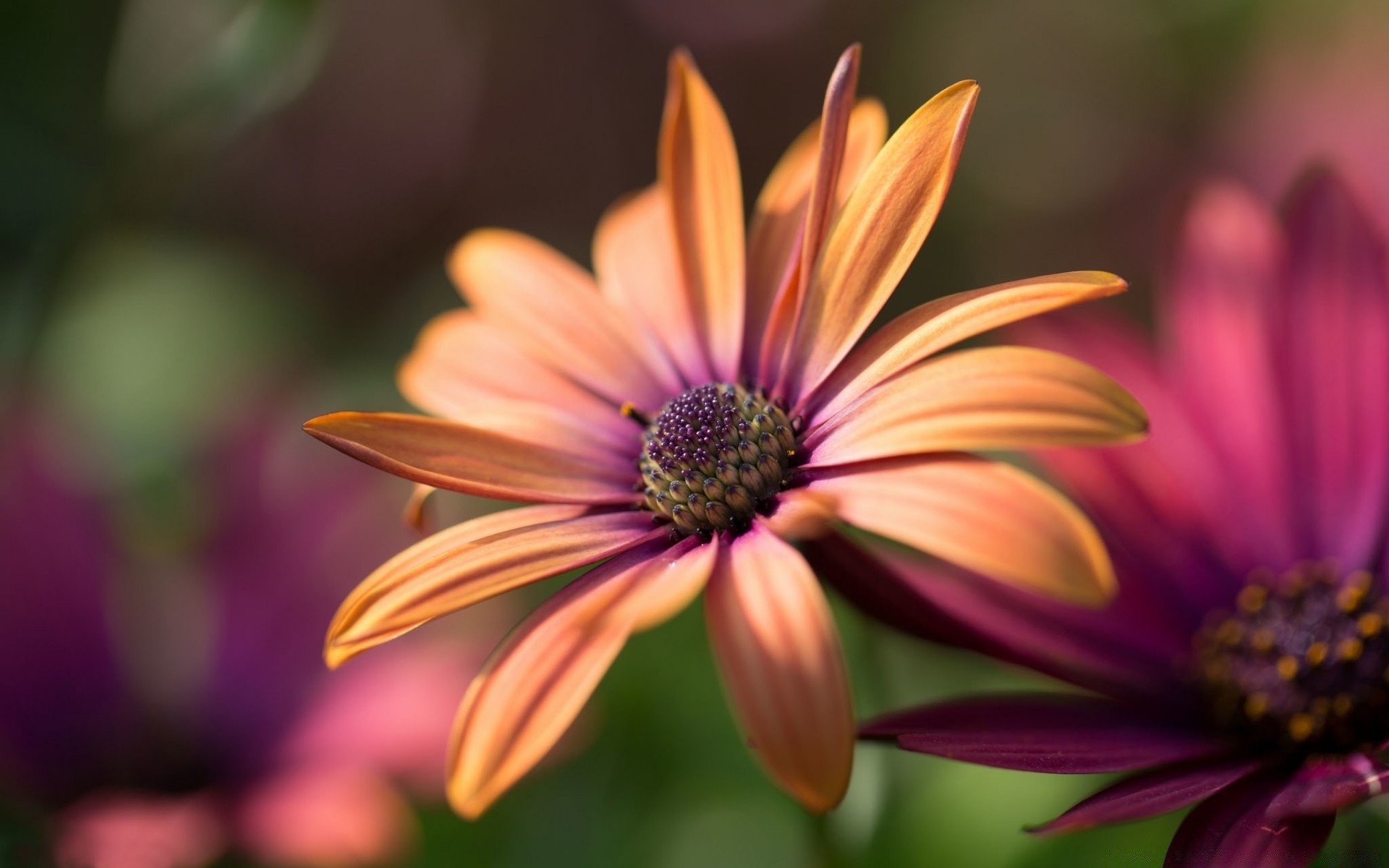 flowers flower nature summer flora garden petal blooming color leaf bright delicate perennial outdoors pollen