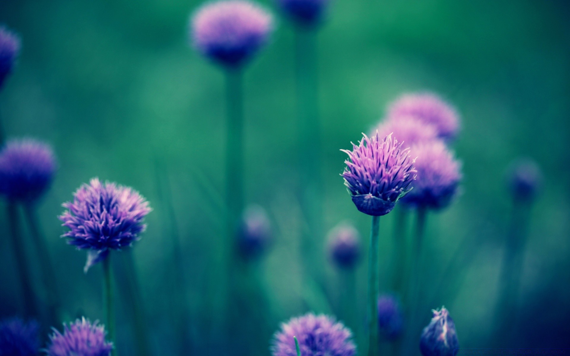 flowers nature flower flora summer field hayfield garden outdoors growth leaf blooming bright season violet close-up rural grass perennial color