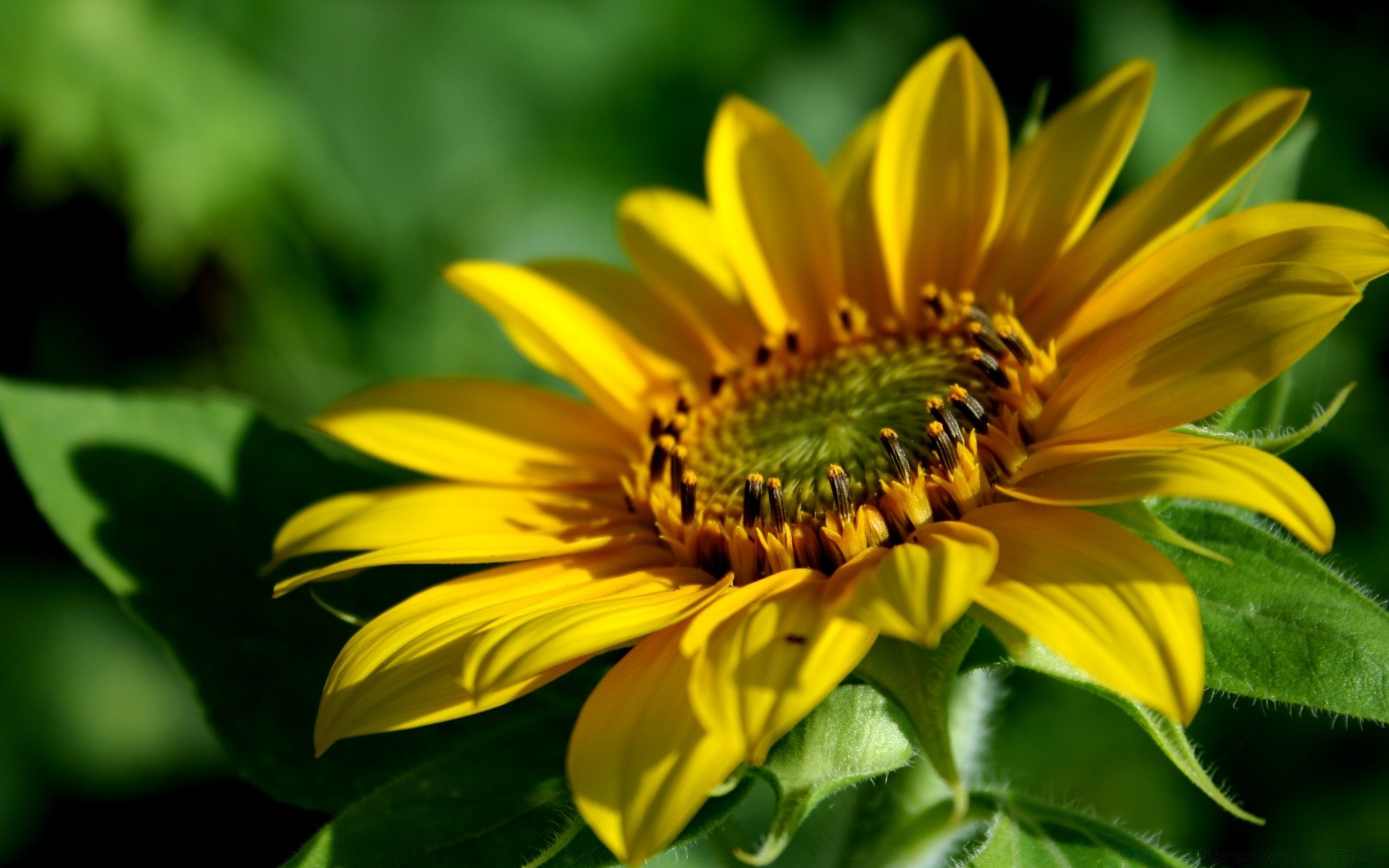 flores naturaleza flora flor verano hoja crecimiento jardín al aire libre brillante girasol polen pétalo buen tiempo primer plano color