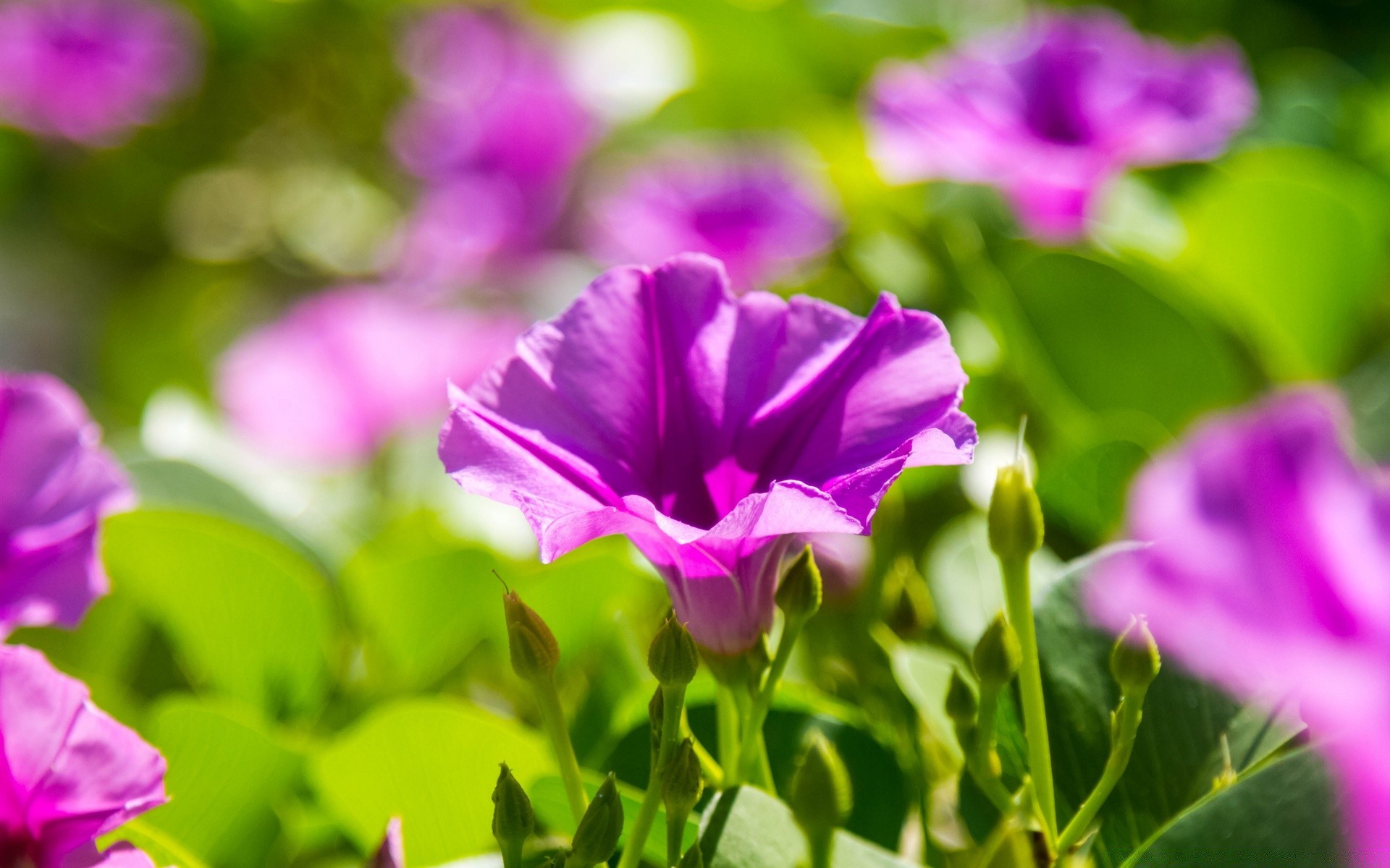 花 自然 植物群 花 叶 花园 夏天 明亮 颜色 领域 开花 花卉 美丽 成长 特写 花瓣 好天气 季节 公园 明亮