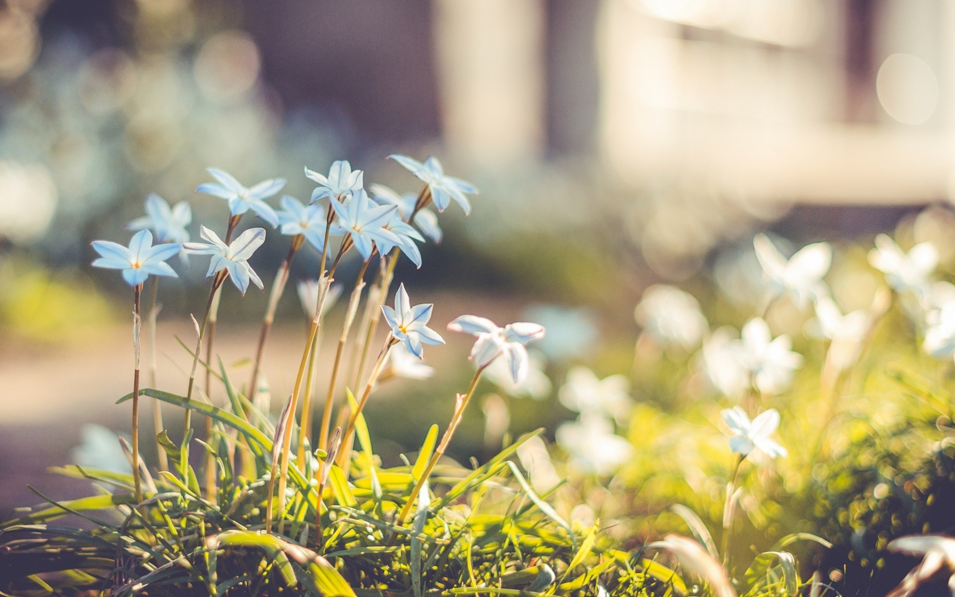 flowers nature flower summer grass flora fair weather garden blur outdoors leaf close-up field sun season color hayfield park bright beautiful