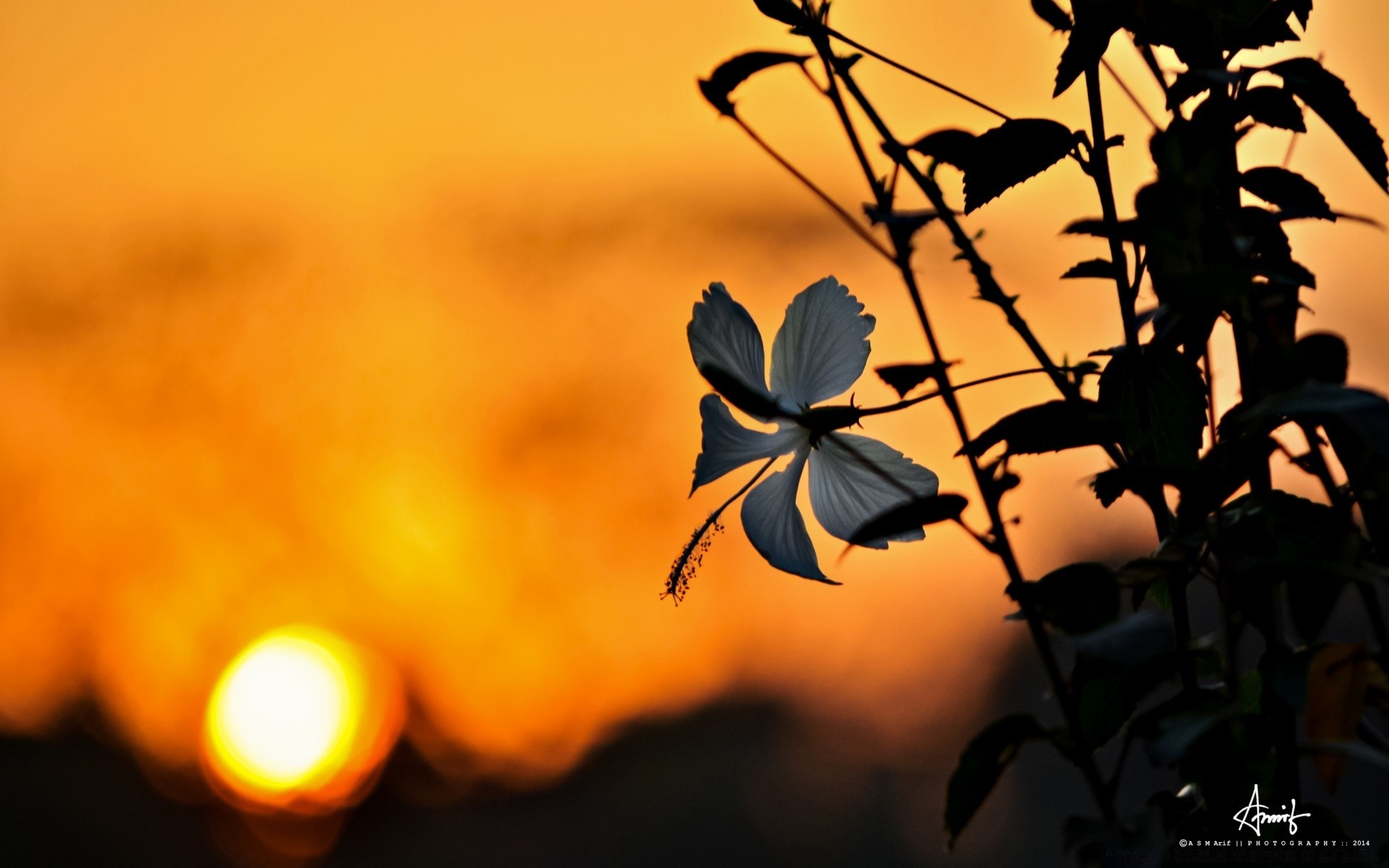 花 模糊 户外 自然 明亮 叶