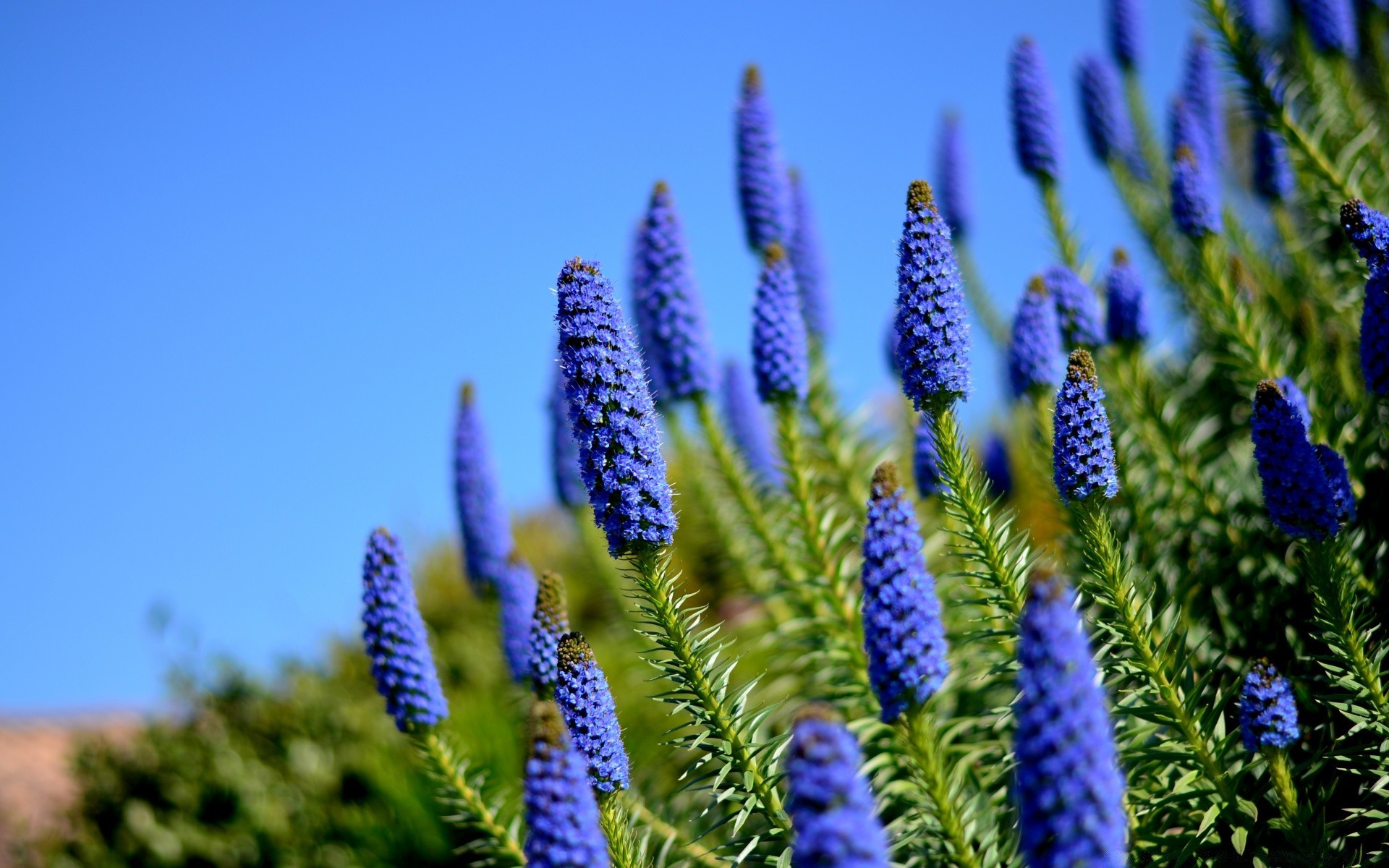 flowers nature flower flora summer outdoors season bright leaf color garden