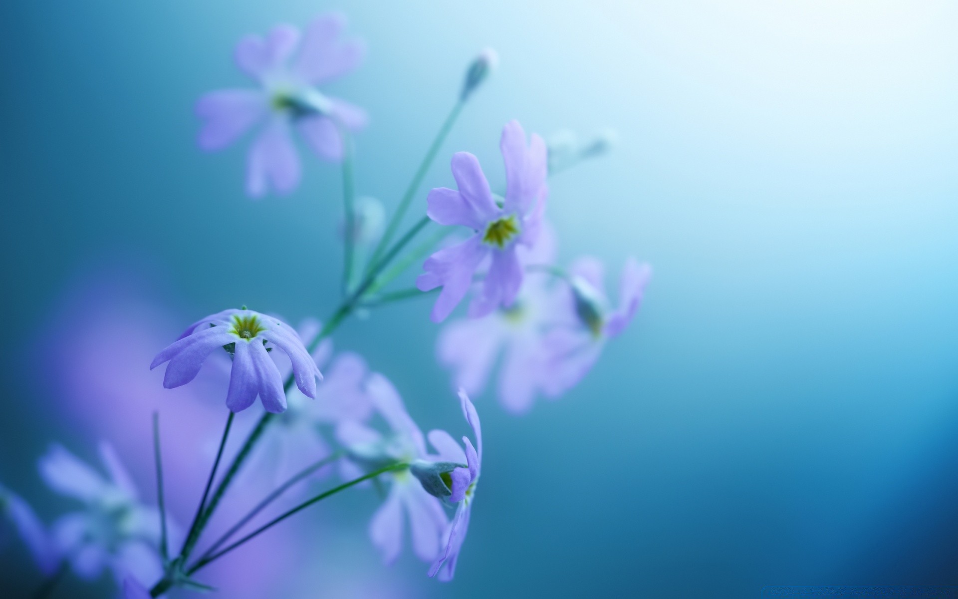 blumen natur blume unschärfe flora wachstum blatt sommer garten sanft blütenblatt im freien hell