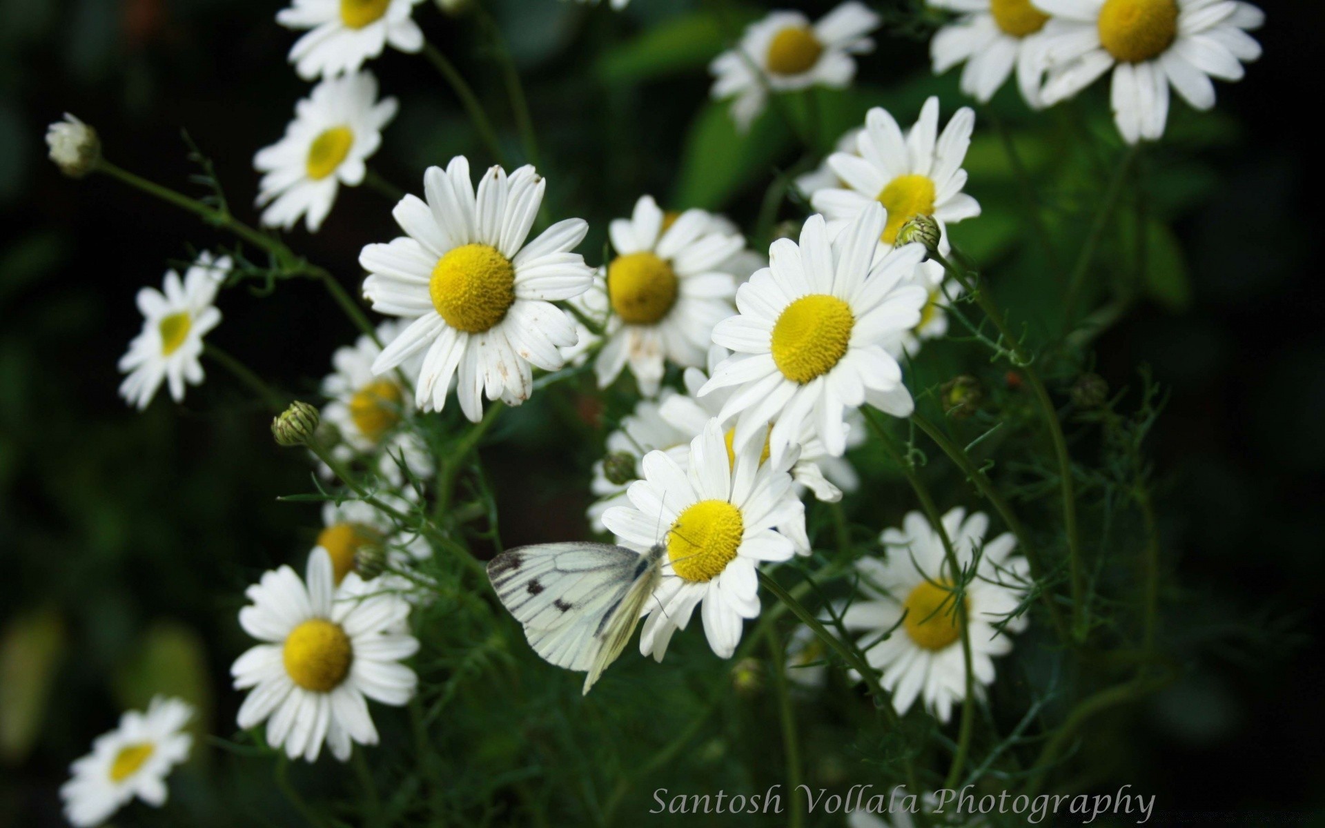 flowers nature flower summer flora garden chamomile hayfield leaf field grass floral bright blooming growth outdoors petal wild color fair weather