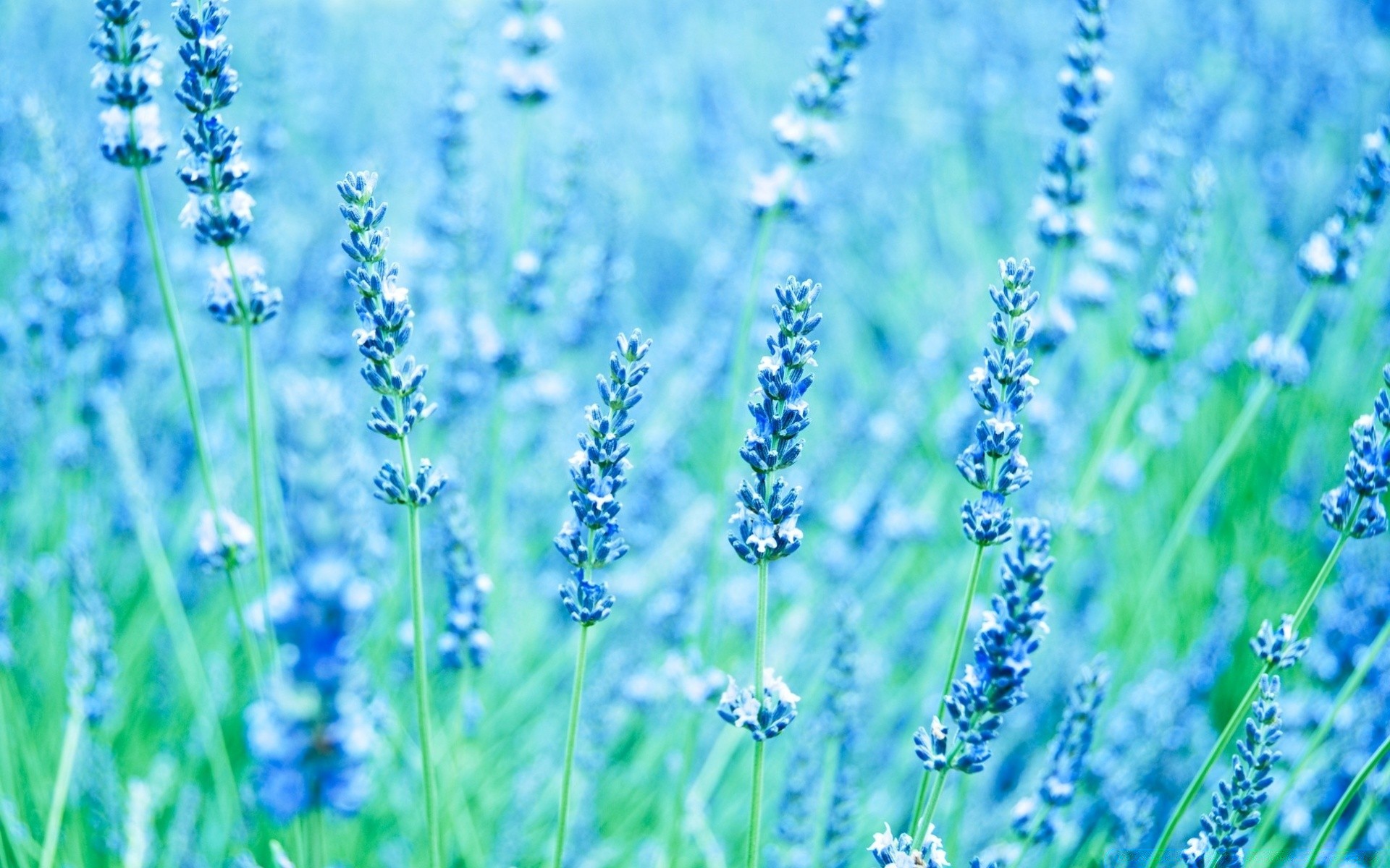 flowers flower nature flora perfume aromatherapy lavender herbal summer field herb aromatic floral rural leaf fragrant growth outdoors garden