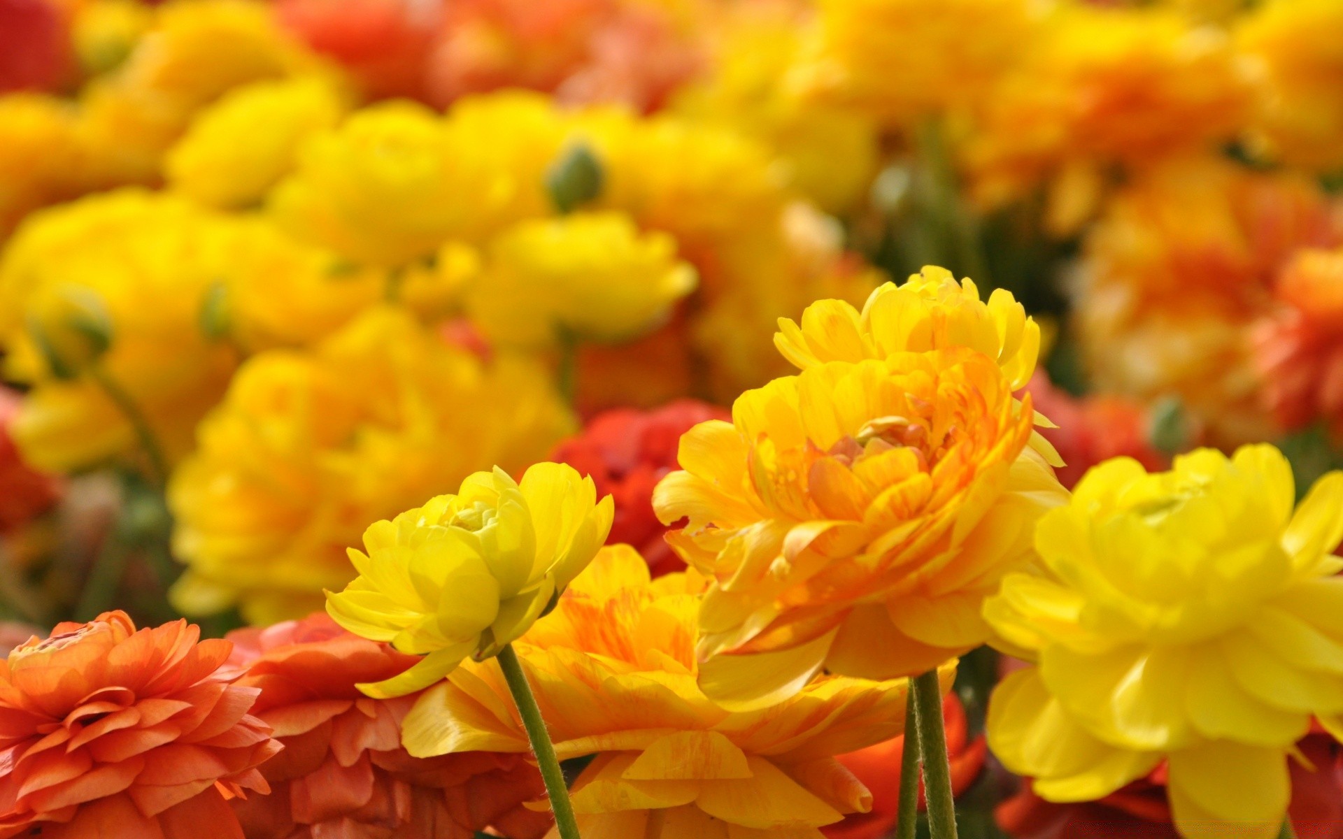 çiçekler doğa çiçek yaprak flora sezon parlak renk buket yaz bahçe petal çiçek paskalya çiçeklenme alan büyüme parlak