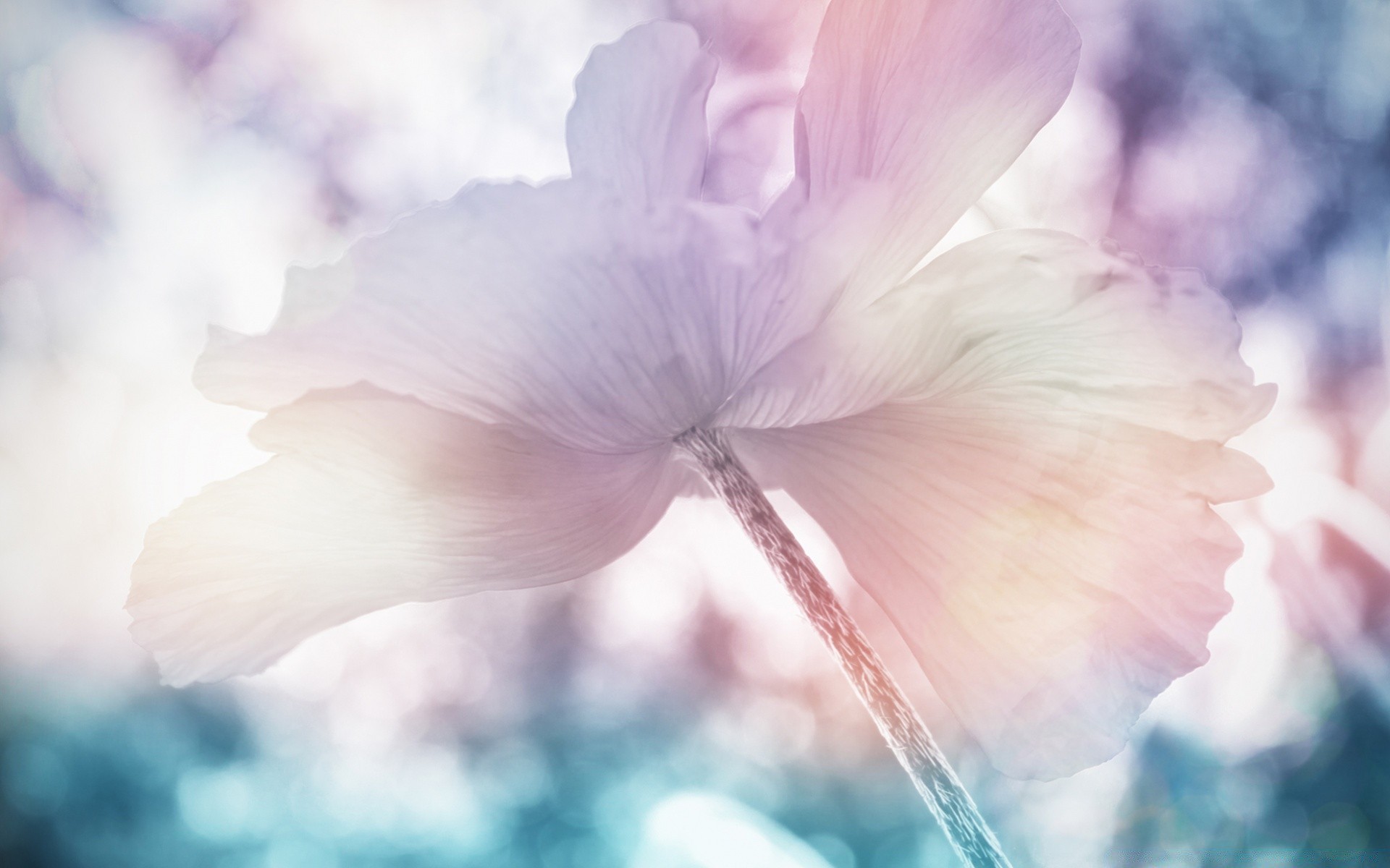 flowers flower nature flora summer garden color bright blooming beautiful petal floral blur leaf delicate