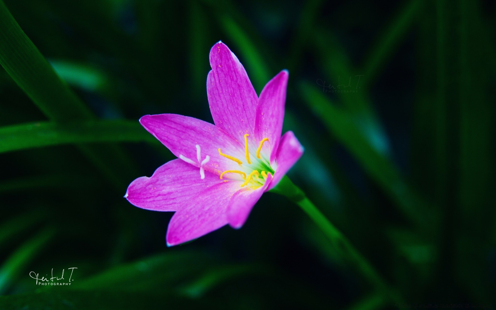 çiçekler doğa flora çiçek yaz yaprak parlak bahçe büyüme petal renk narin