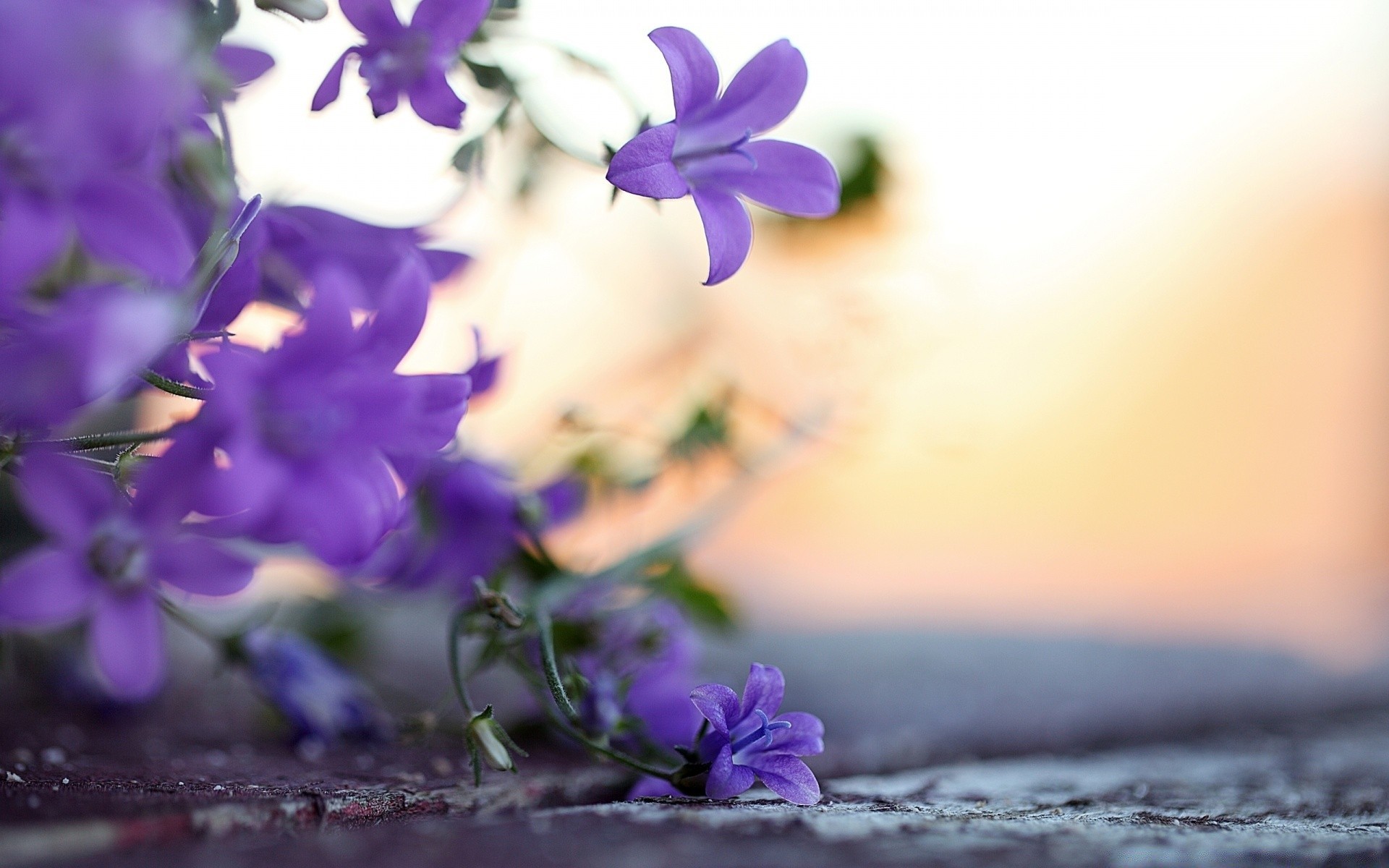 flowers flower nature flora leaf garden floral petal summer blooming violet beautiful blur color close-up dof purple growth bouquet delicate