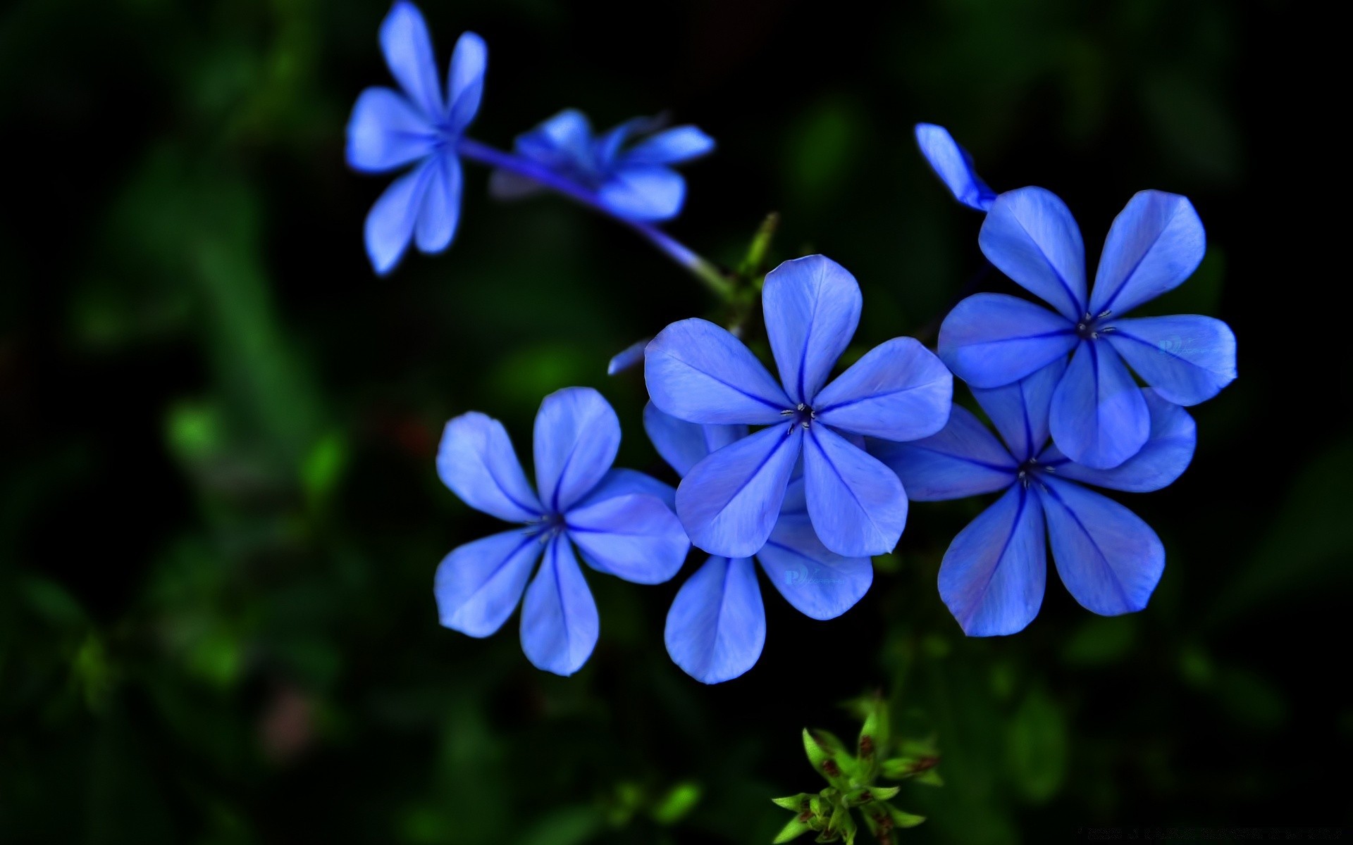 çiçekler çiçek doğa flora bahçe yaprak yaz çiçek güzel petal yakın çekim parlak büyüme renk