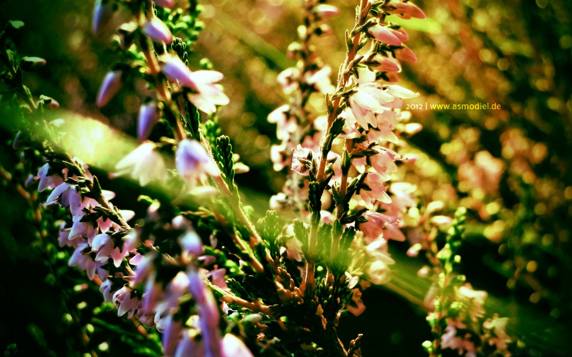 fleurs nature fleur feuille à l extérieur flore jardin été croissance flou herbe beau temps sauvage floral bluming