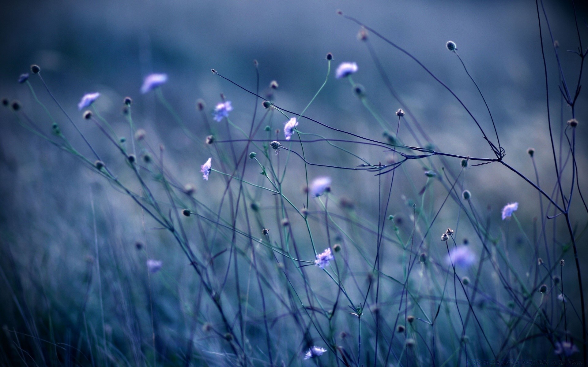 花 草 自然 抽象 颜色 花 草 光