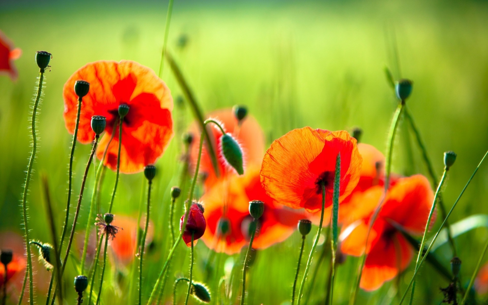 flowers nature field grass flower poppy summer hayfield flora garden rural bright floral leaf season growth fair weather outdoors sun wild