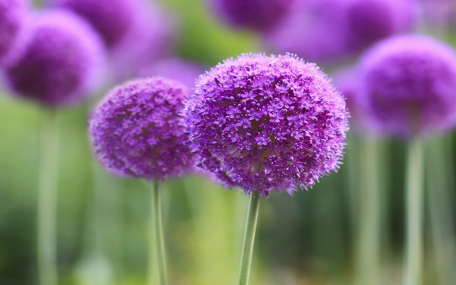 blumen natur flora blume sommer garten blumen hell blatt blühen saison farbe schließen feld blütenblatt kopf wachstum violet im freien heuhaufen