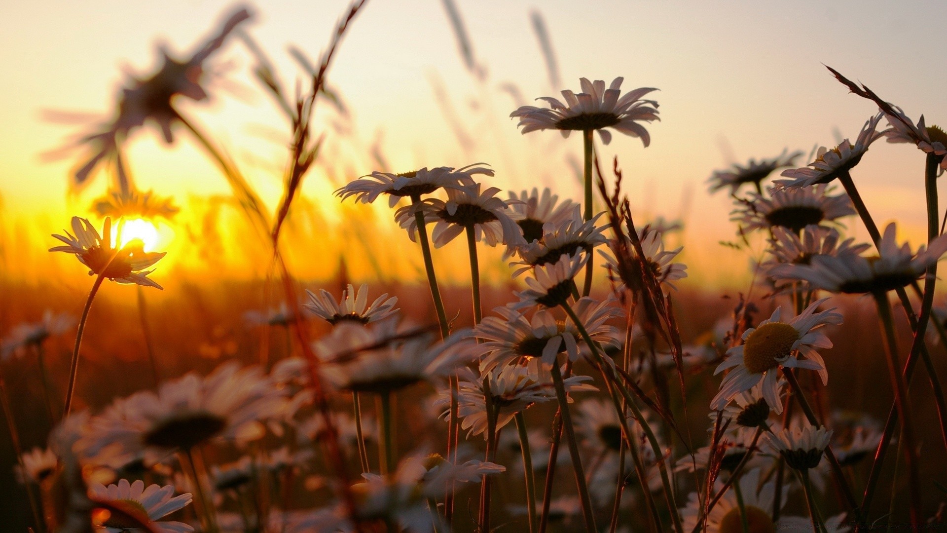 flowers nature sun summer flower outdoors fair weather flora leaf grass fall