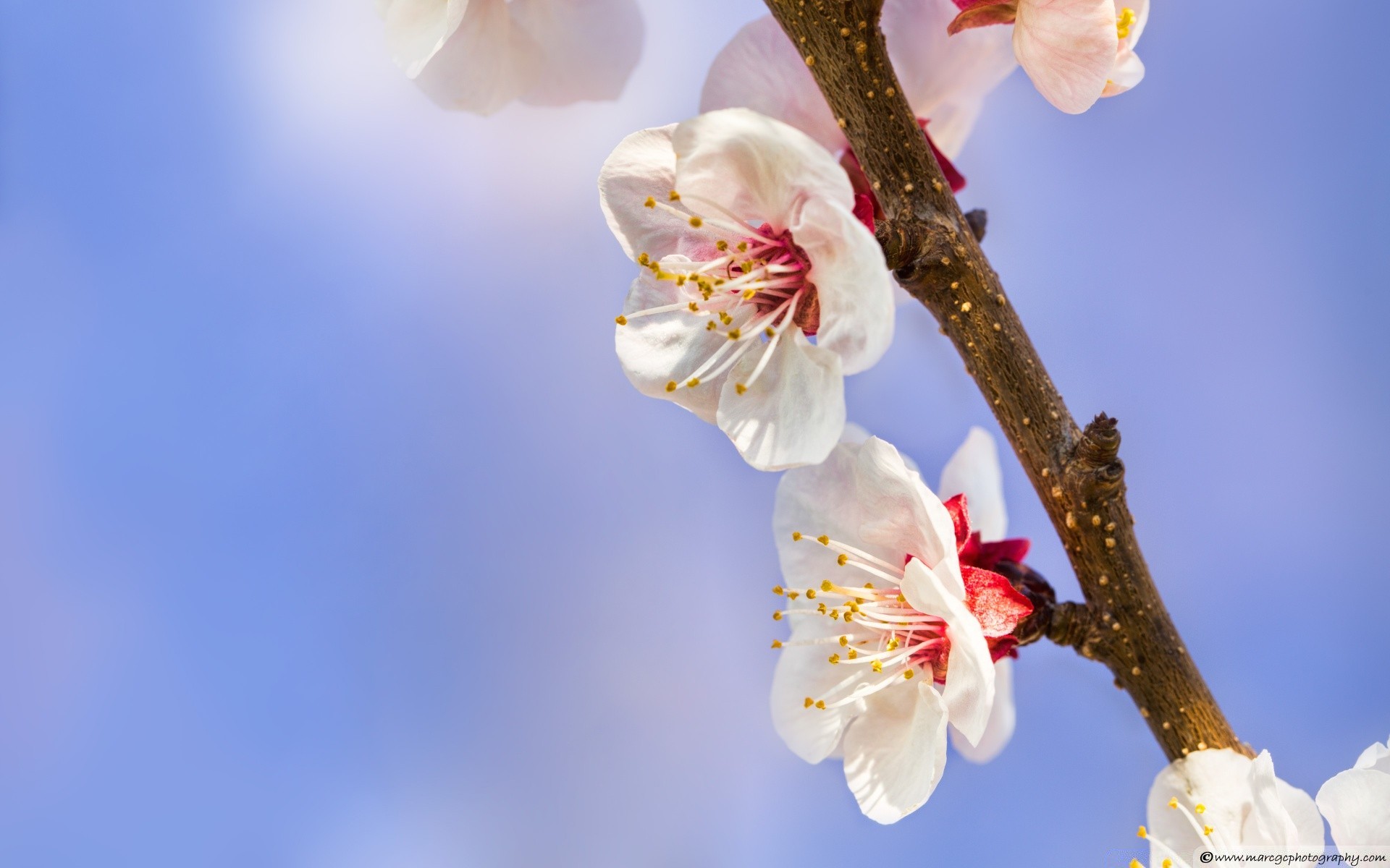 fleurs cerise fleur arbre branche prune flore pomme nature abricot copain bluming pétale jardin croissance printemps pêche saison tendre à l extérieur