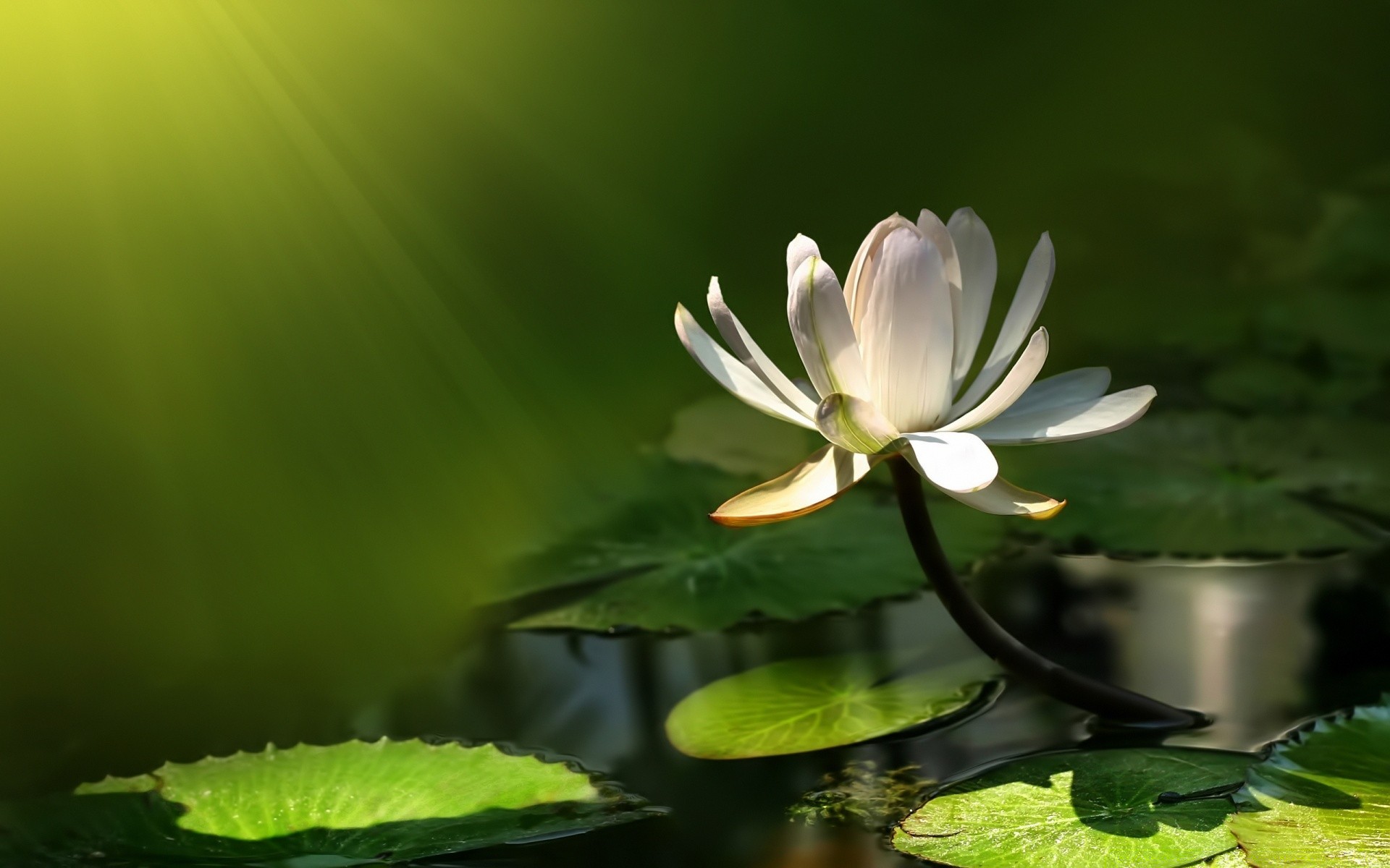 flowers leaf nature flower summer flora lotus garden outdoors growth tropical exotic zen