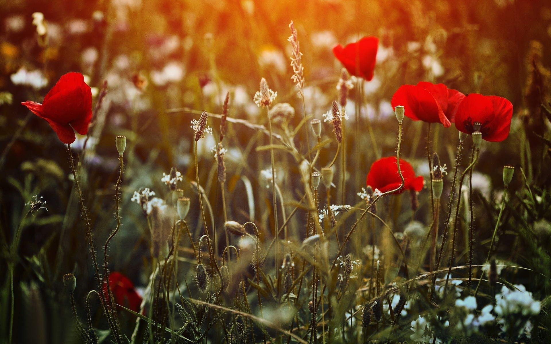 fleurs poppy fleur nature champ herbe été flore à l extérieur foin couleur rural sauvage jardin soleil saison beau temps feuille campagne floral