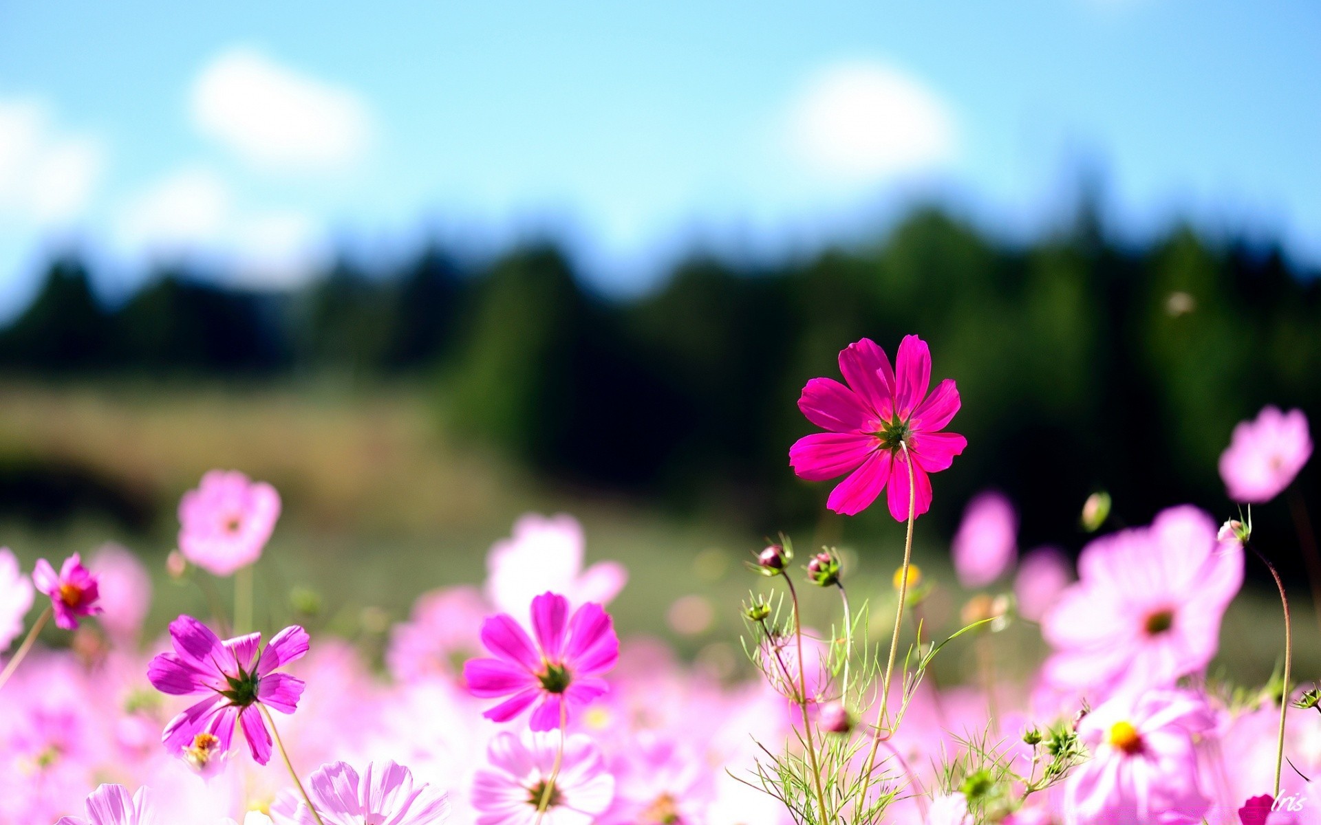 flores natureza flor verão campo grama bom tempo sol flora crescimento rural ao ar livre jardim brilhante folha feno blooming